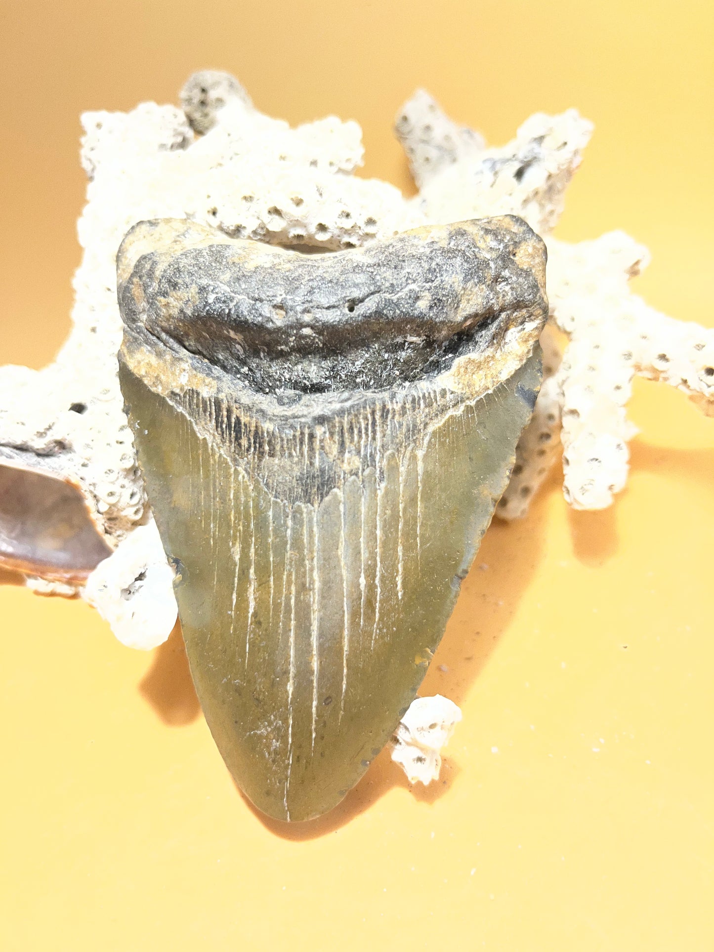 4.03” Megalodon Tooth from a 40’ prehistoric shark! Great size. Item 173