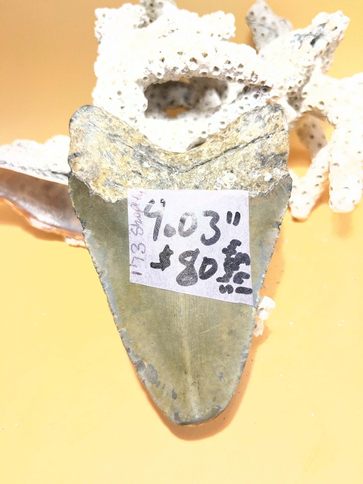 4.03” Megalodon Tooth from a 40’ prehistoric shark! Great size. Item 173