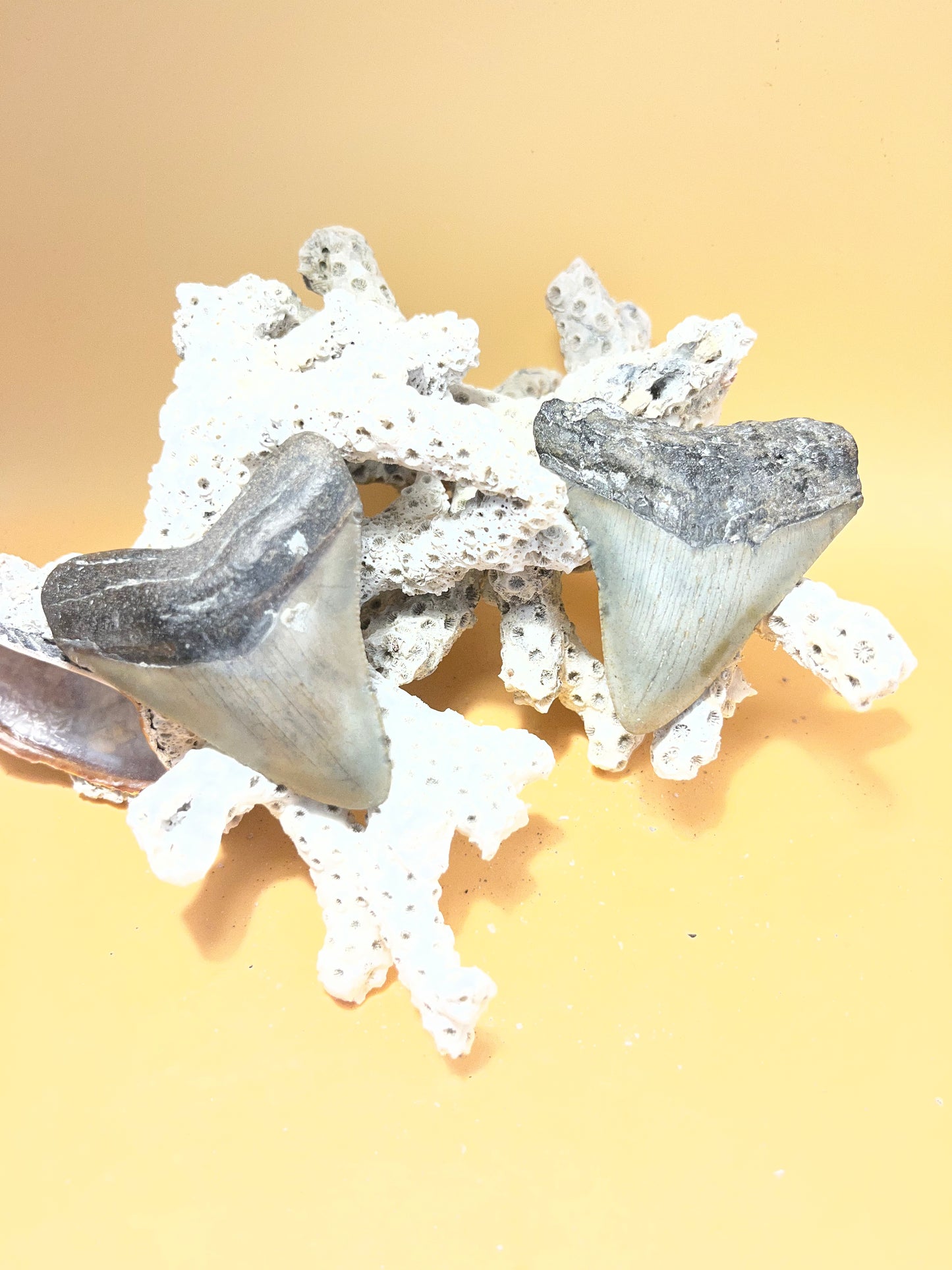 2.68” & 2.71” “Bitey Twins” Megalodon Teeth from a 30’ prehistoric shark! Item 174