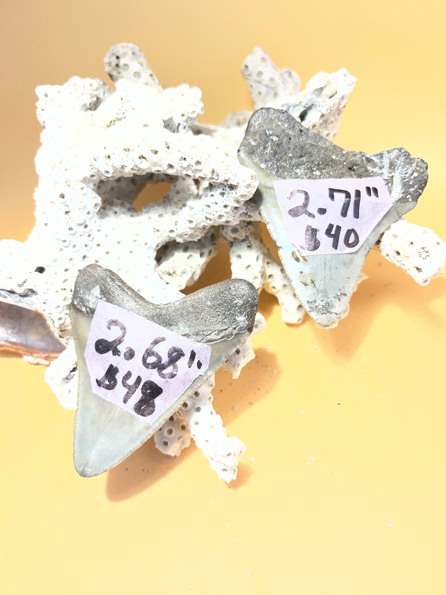 2.68” & 2.71” “Bitey Twins” Megalodon Teeth from a 30’ prehistoric shark! Item 174