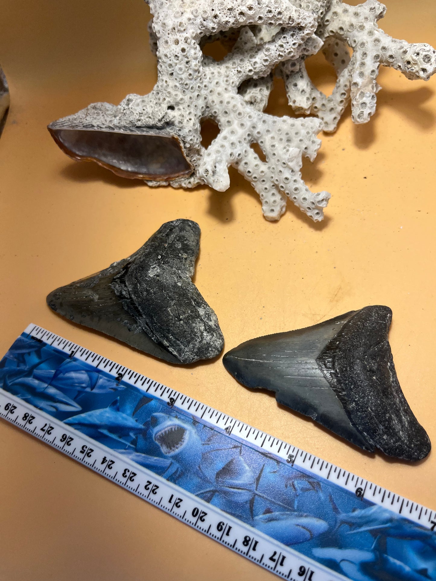 3.30” & 3.53” (very high quality 3.53”) siblings from 30 shark Meg Teeth Fossil – Extinct Teeth from a 30’ prehistoric shark! Item 175
