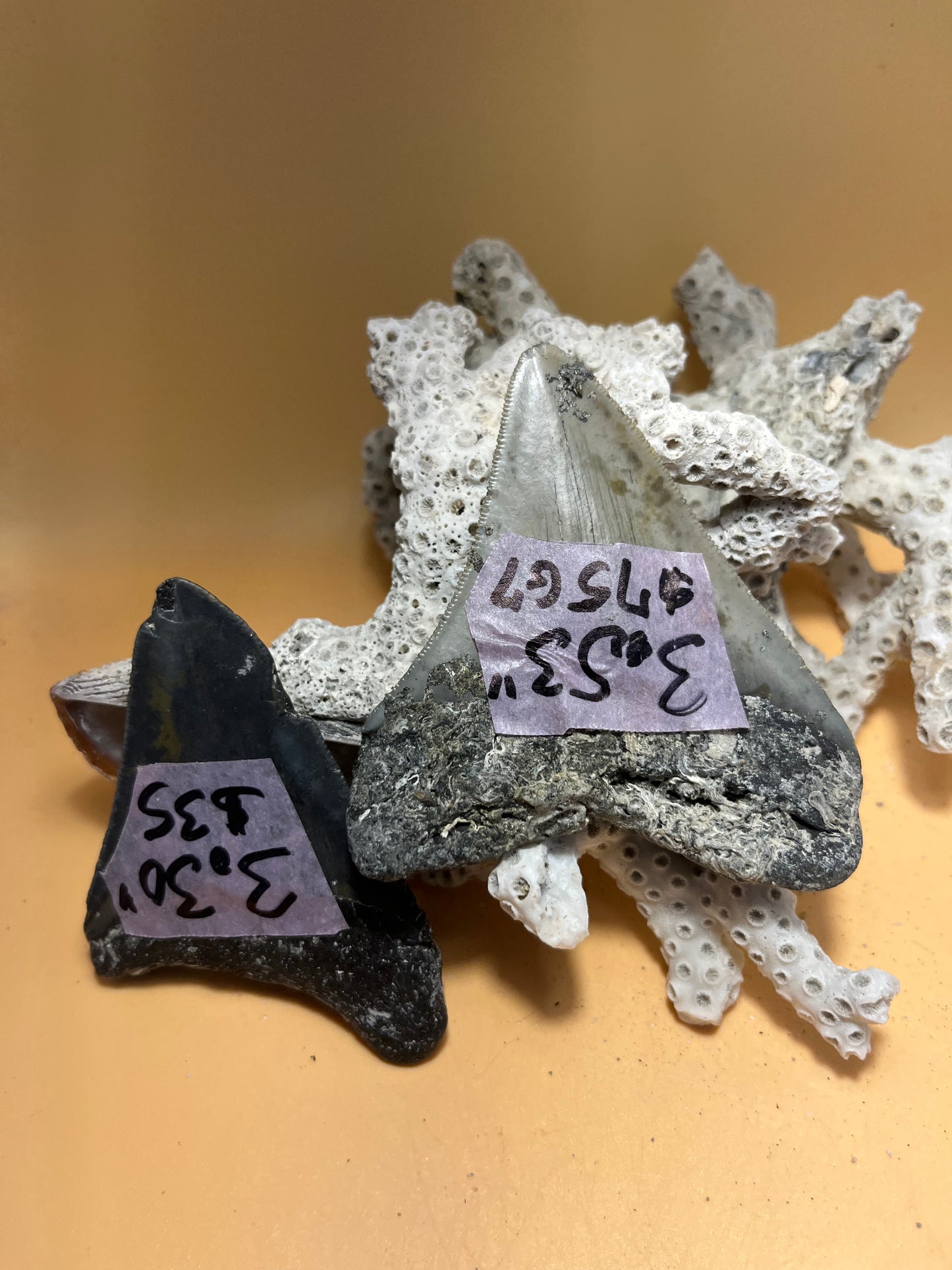 3.30” & 3.53” (very high quality 3.53”) siblings from 30 shark Meg Teeth Fossil – Extinct Teeth from a 30’ prehistoric shark! Item 175