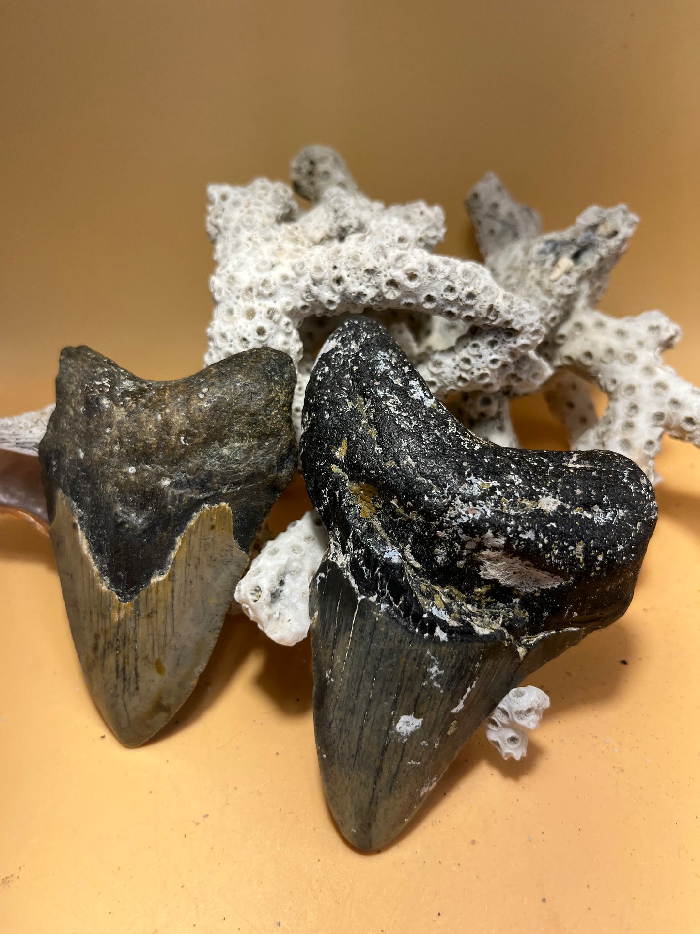 3.33” & 3.95” beat up from 30 shark Meg Teeth Fossil – Extinct Teeth from a 30’ prehistoric shark! Item 176