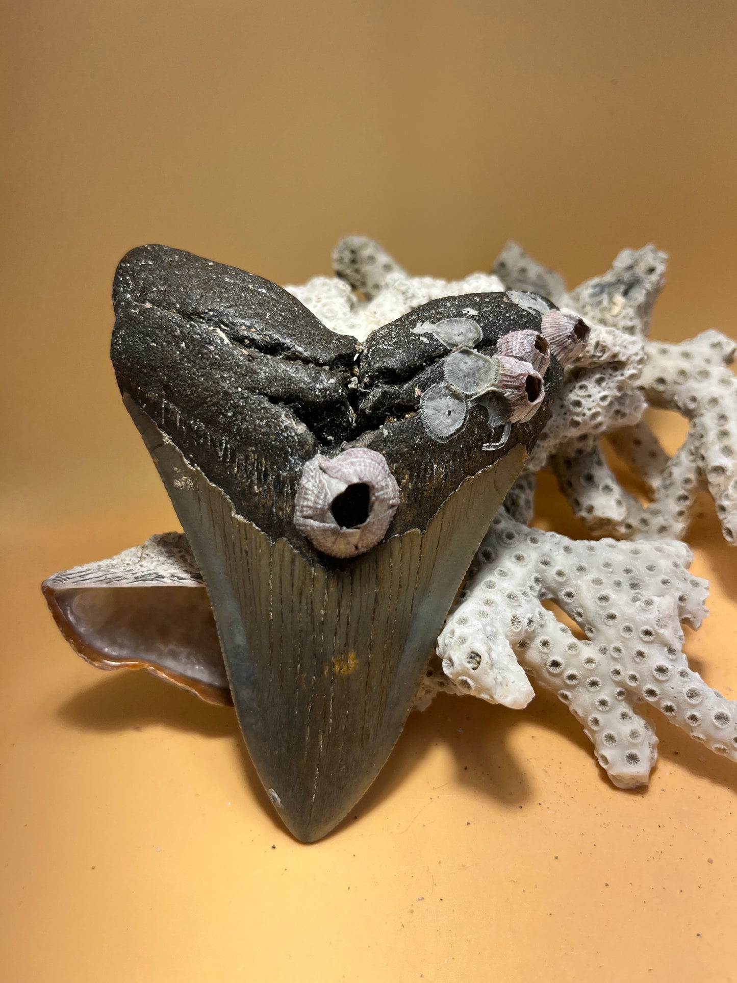 4.54”Megalodon Tooth from a 45’ prehistoric shark! Barnacles fragile! Item 177