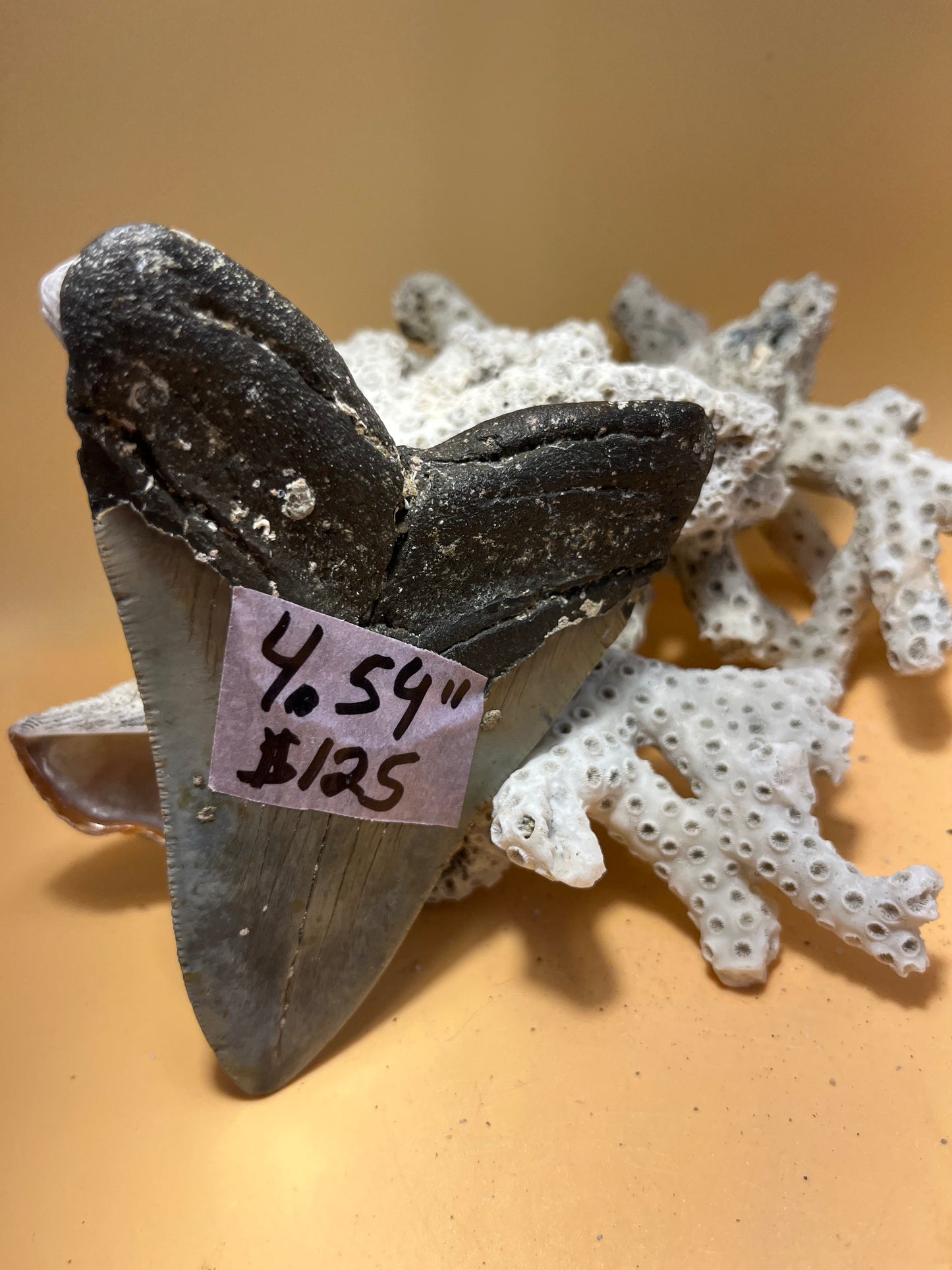 4.54”Megalodon Tooth from a 45’ prehistoric shark! Barnacles fragile! Item 177