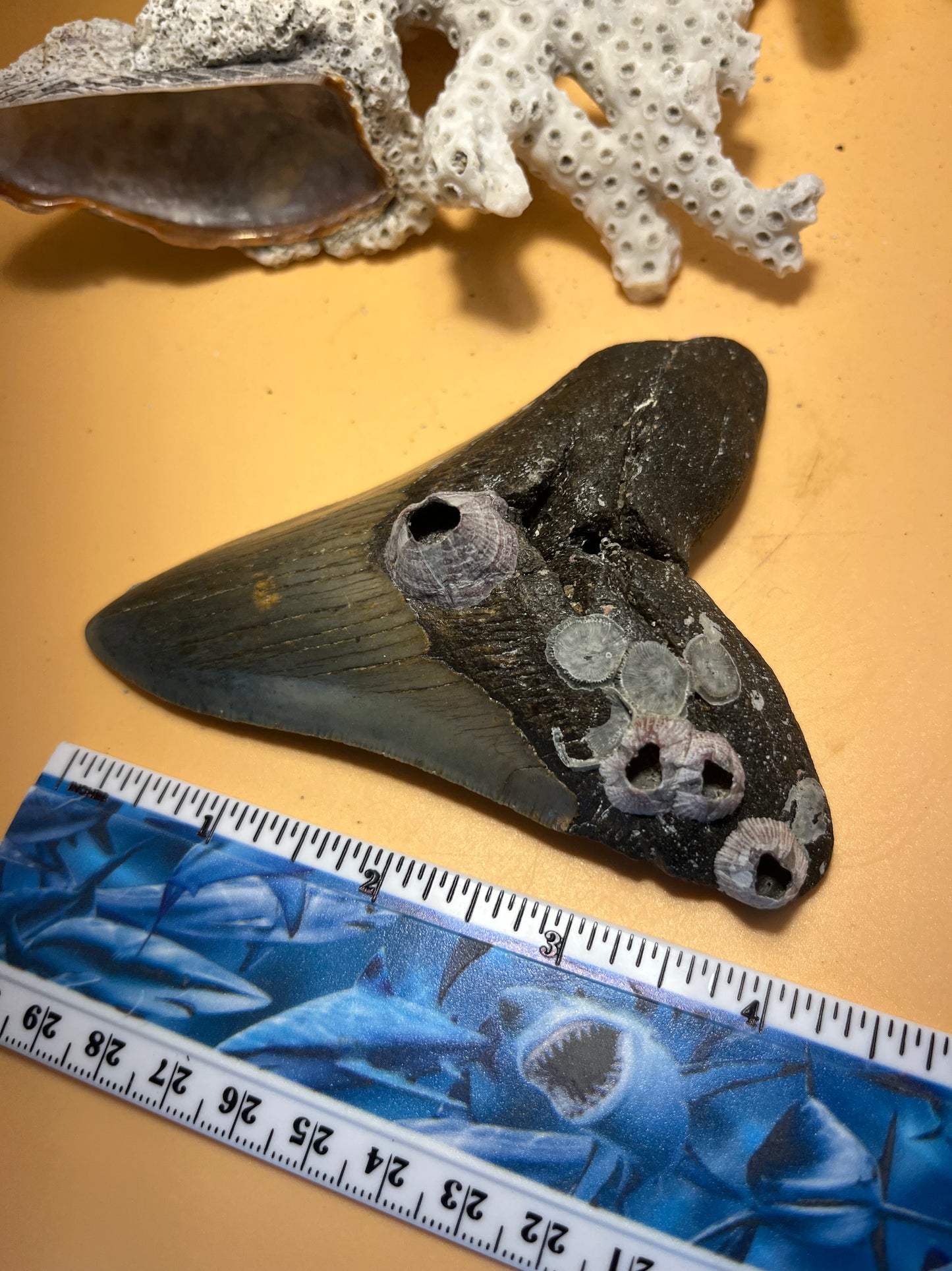 4.54”Megalodon Tooth from a 45’ prehistoric shark! Barnacles fragile! Item 177
