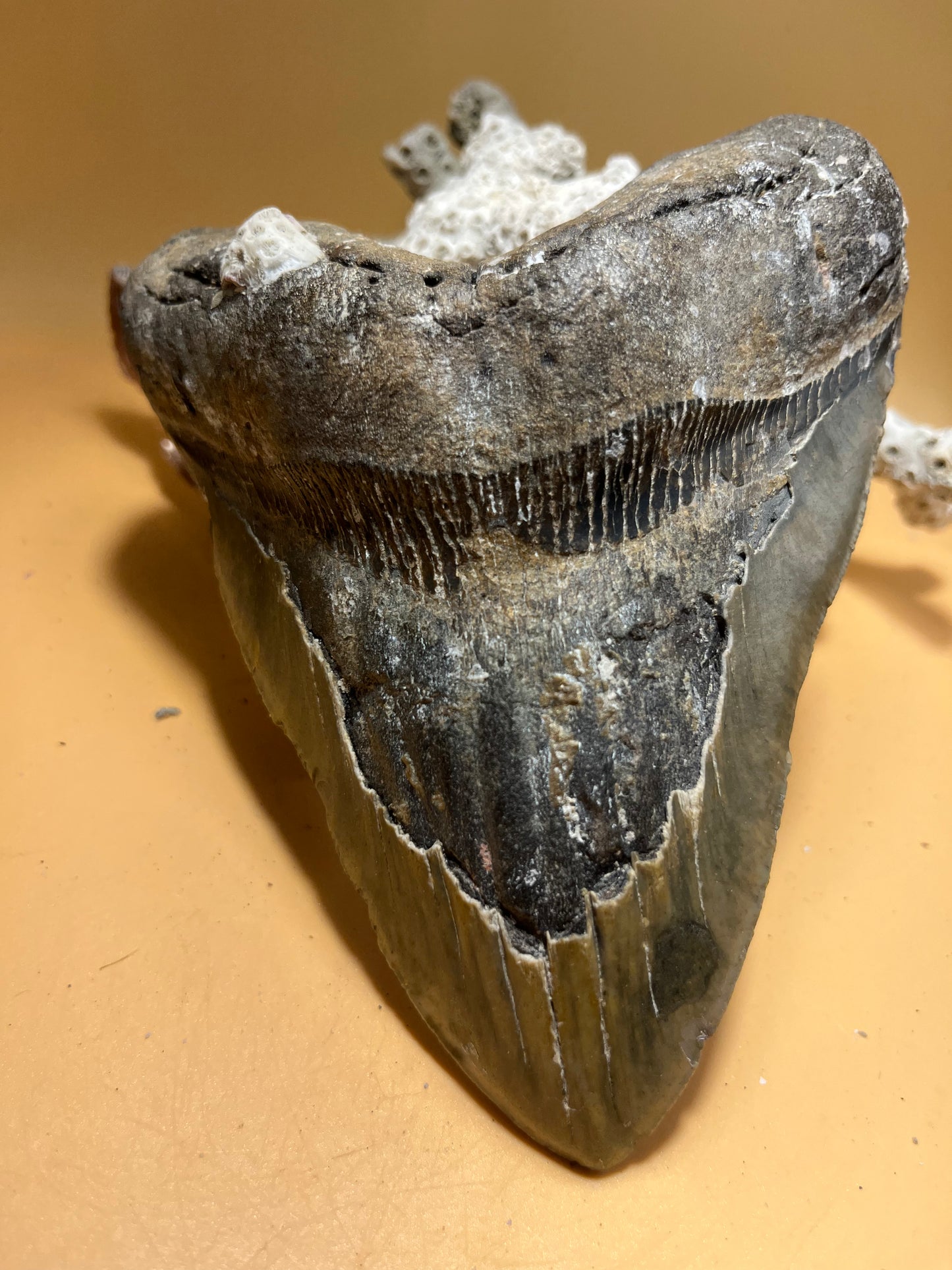 5.95” Megalodon Tooth from a 59’ prehistoric shark! Great size, nice serrations, nice bourlette item 067
