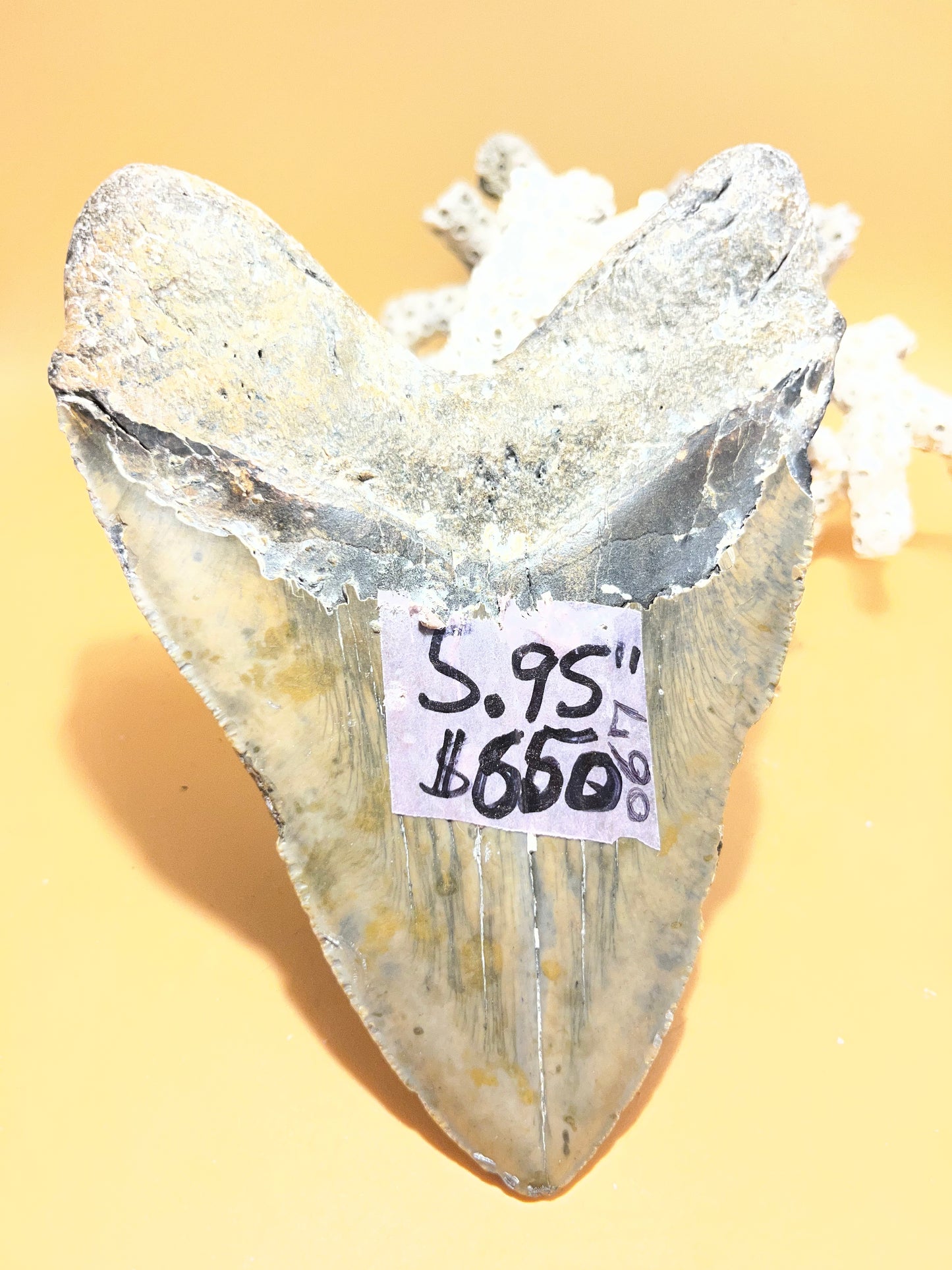 5.95” Megalodon Tooth from a 59’ prehistoric shark! Great size, nice serrations, nice bourlette item 067