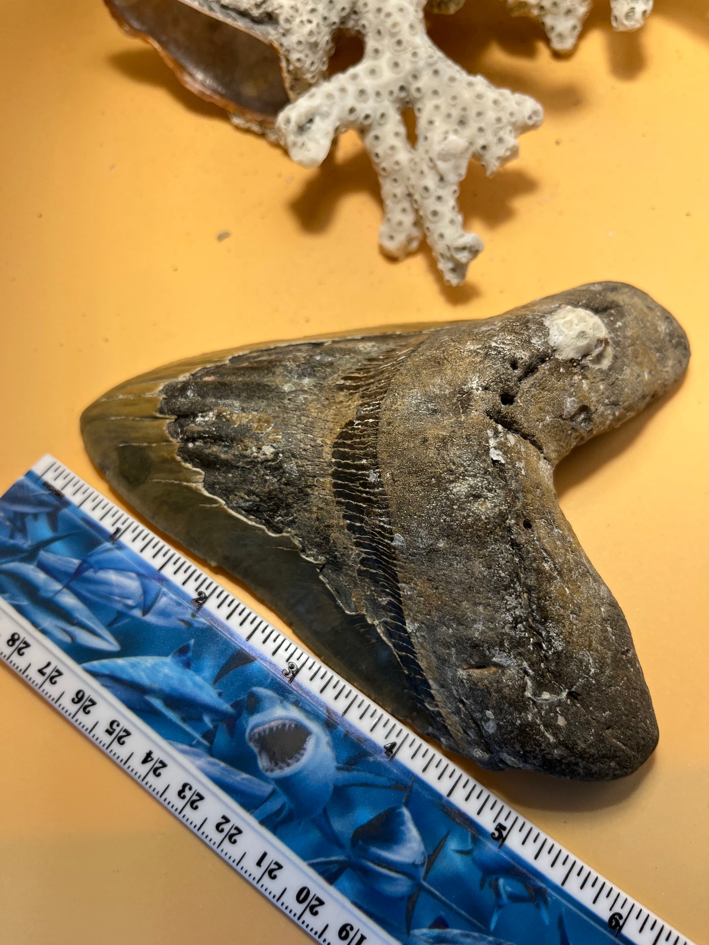 5.95” Megalodon Tooth from a 59’ prehistoric shark! Great size, nice serrations, nice bourlette item 067