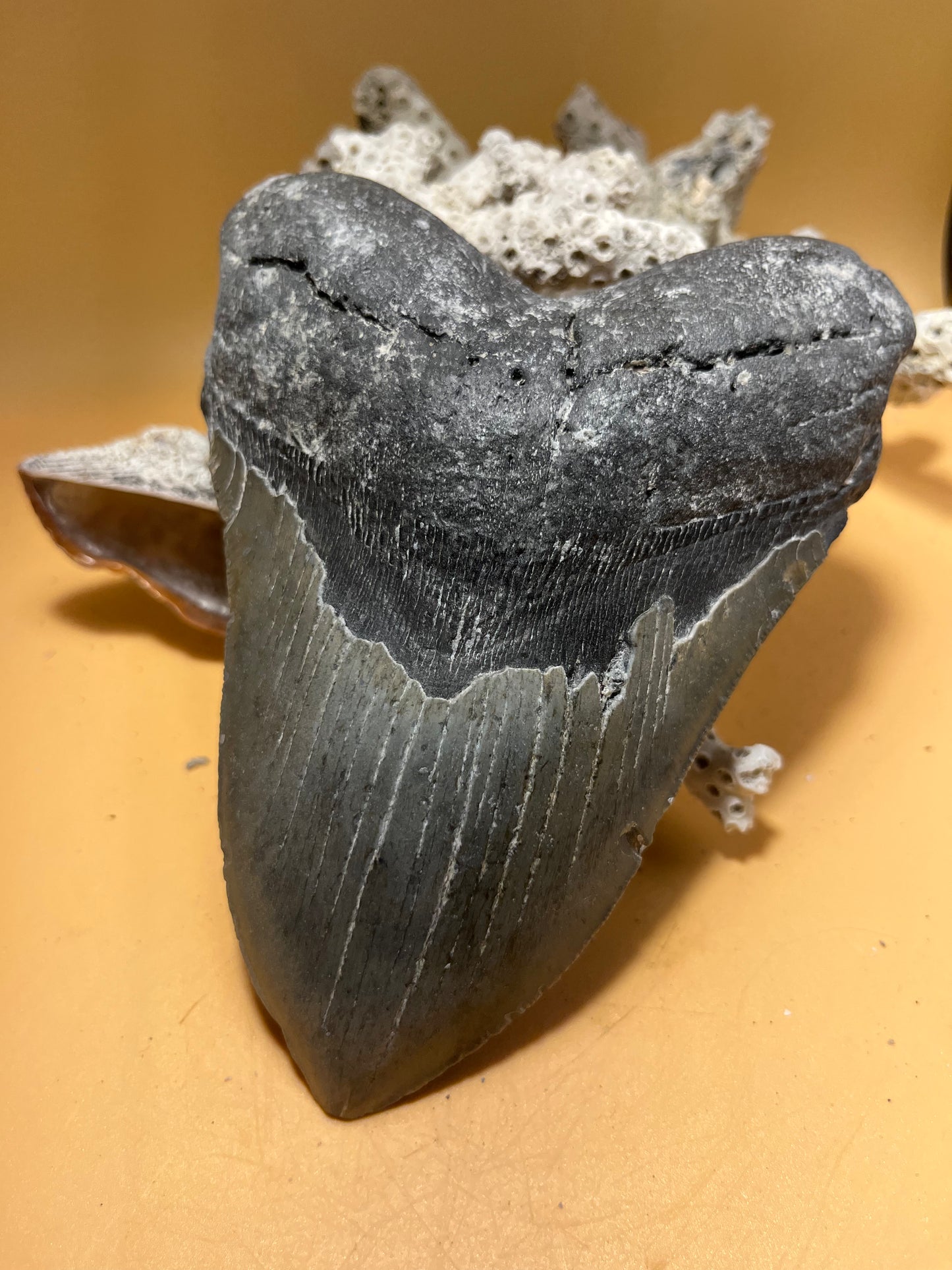 5.86” Megalodon Tooth from a 58’ prehistoric shark! Great size, nice serrations, nice bourlette 068 bigs