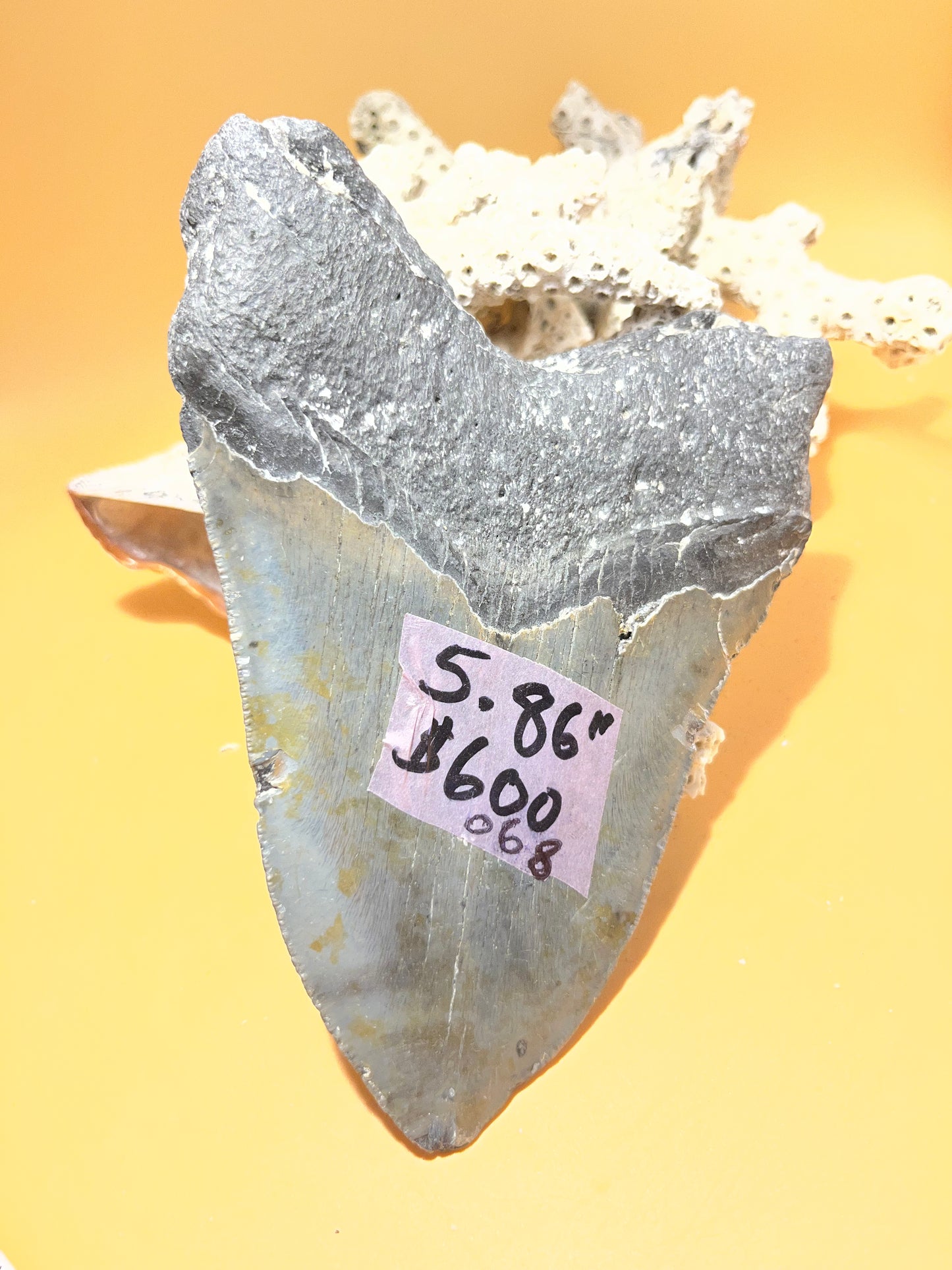 5.86” Megalodon Tooth from a 58’ prehistoric shark! Great size, nice serrations, nice bourlette 068 bigs