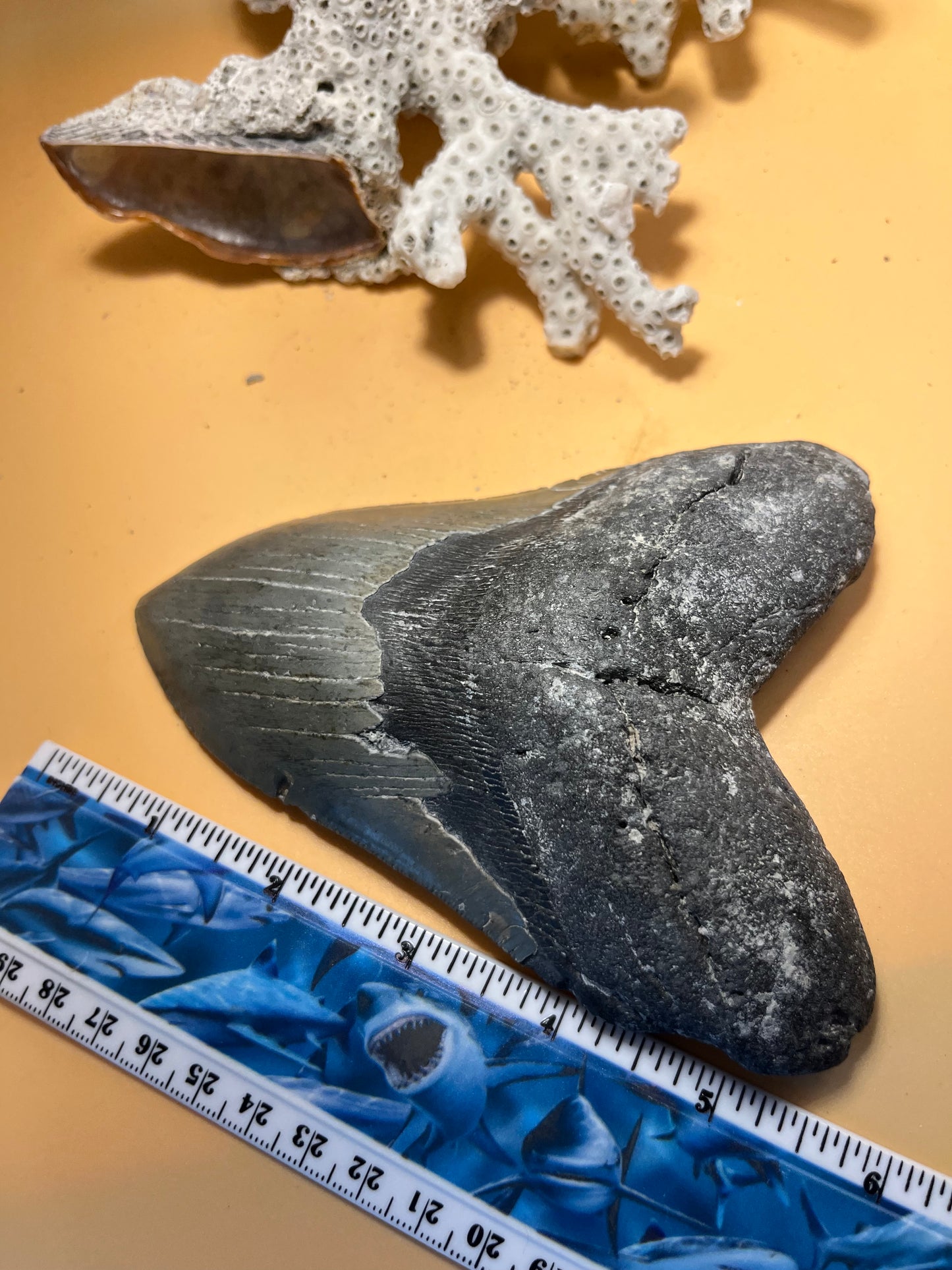 5.86” Megalodon Tooth from a 58’ prehistoric shark! Great size, nice serrations, nice bourlette 068 bigs