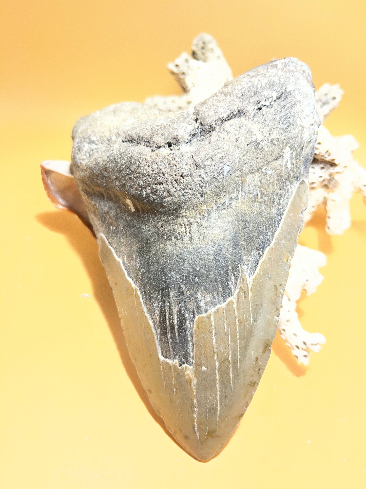 5.94” Megalodon Tooth, Prehistoric Shark Fossil, Scuba Recovered 069 bigs
