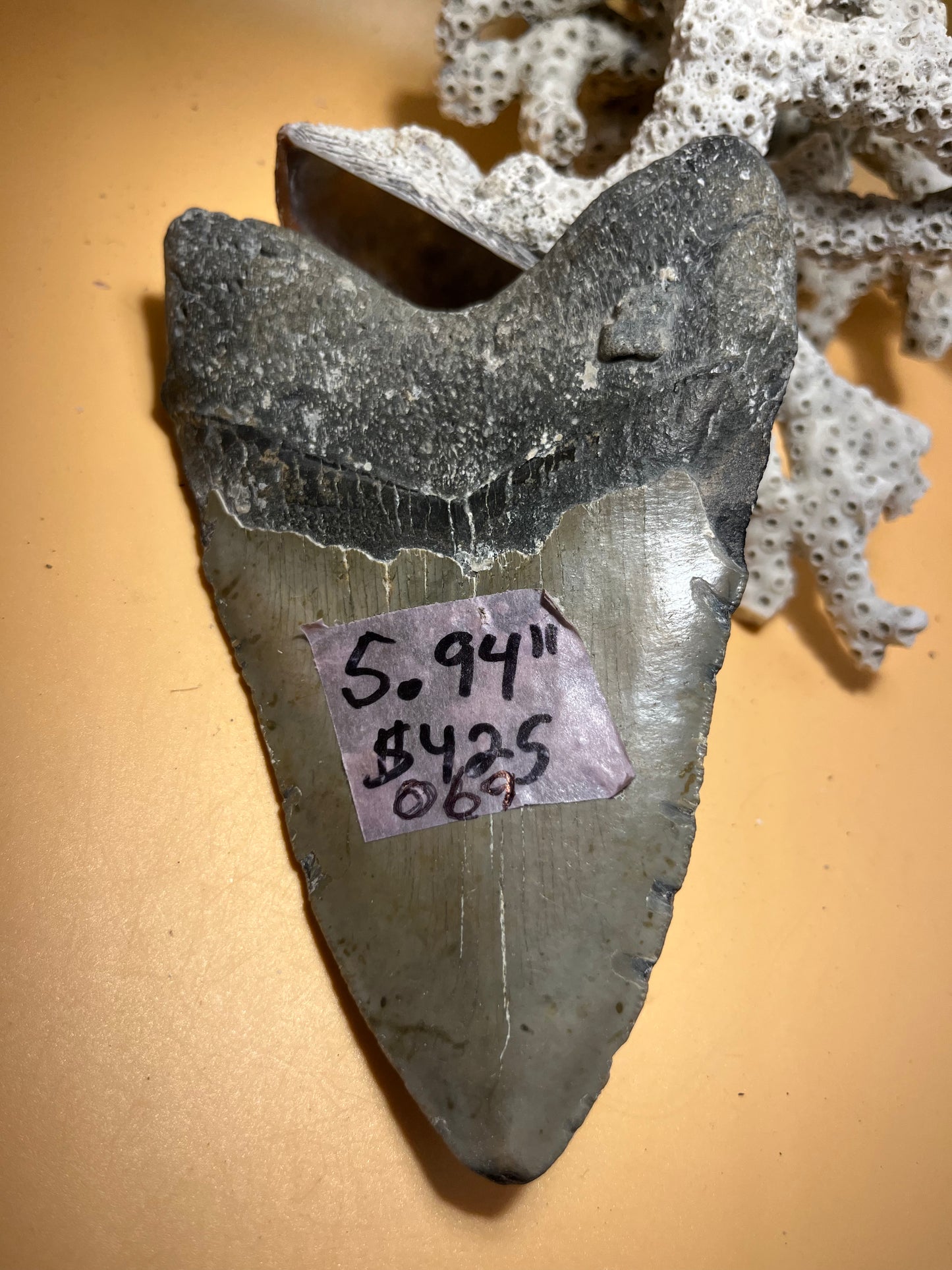 5.94” Megalodon Tooth, Prehistoric Shark Fossil, Scuba Recovered 069 bigs