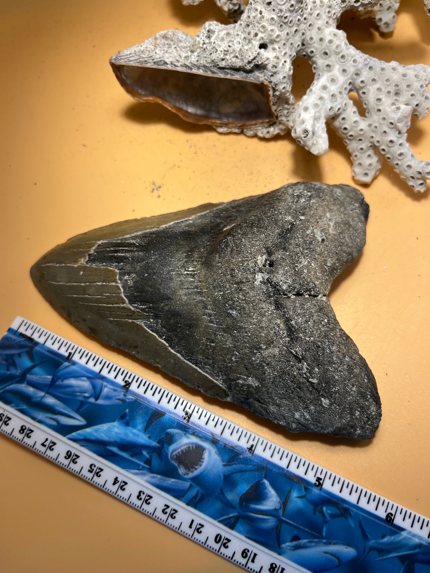 5.94” Megalodon Tooth, Prehistoric Shark Fossil, Scuba Recovered 069 bigs
