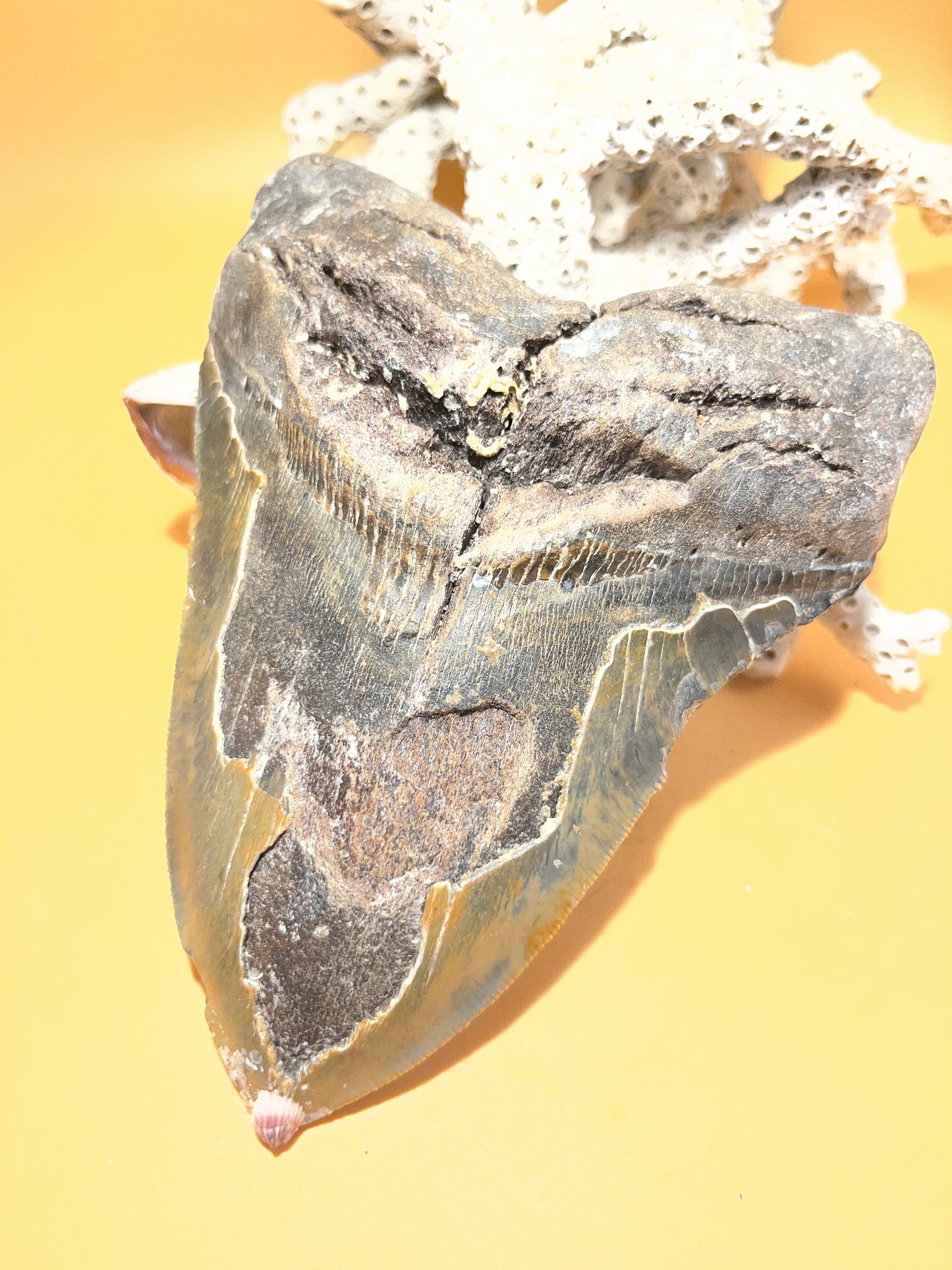 5.84” Megalodon Tooth, Prehistoric Shark Fossil, Scuba Recovered item 070 bigs