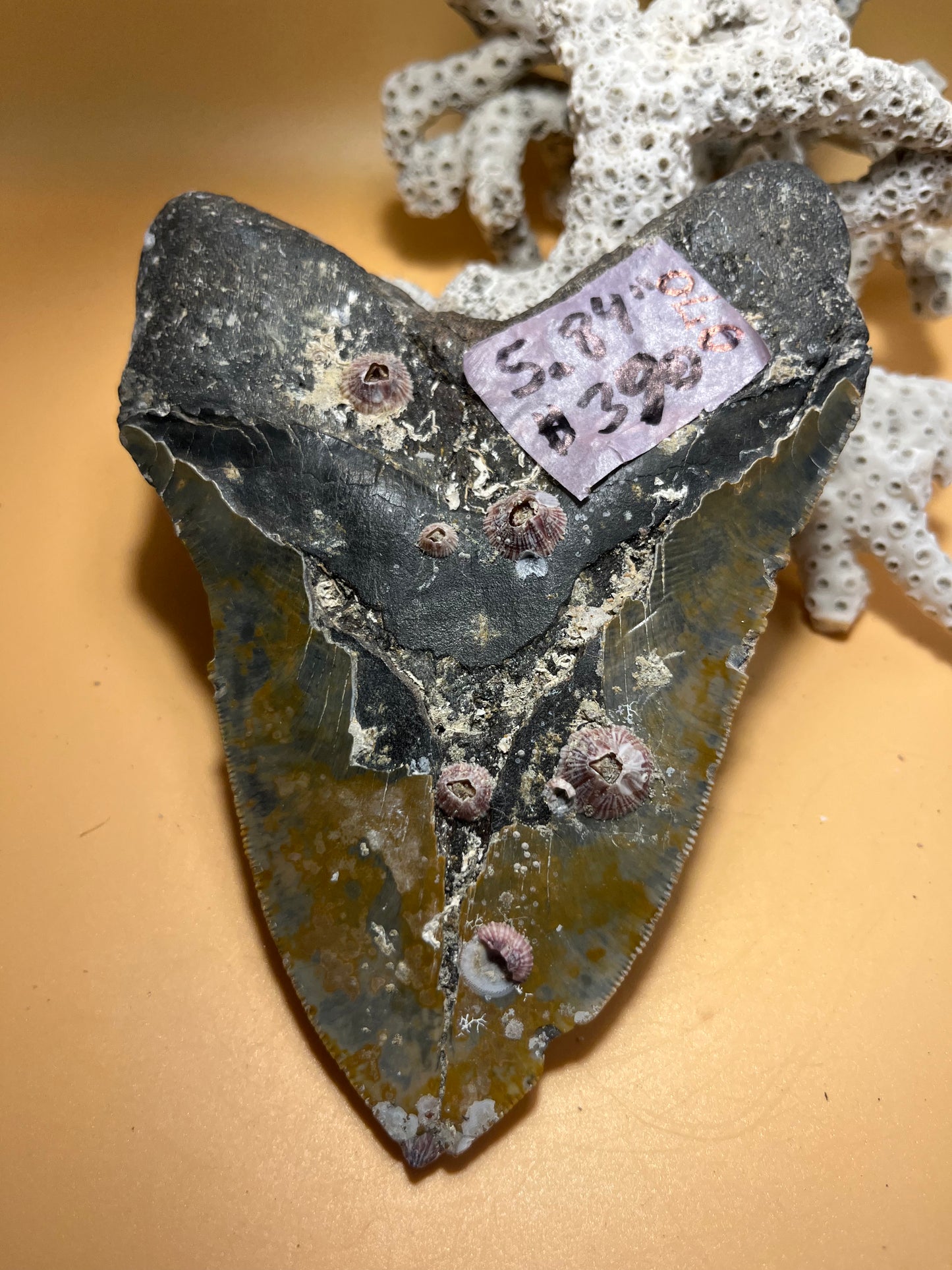 5.84” Megalodon Tooth, Prehistoric Shark Fossil, Scuba Recovered item 070 bigs