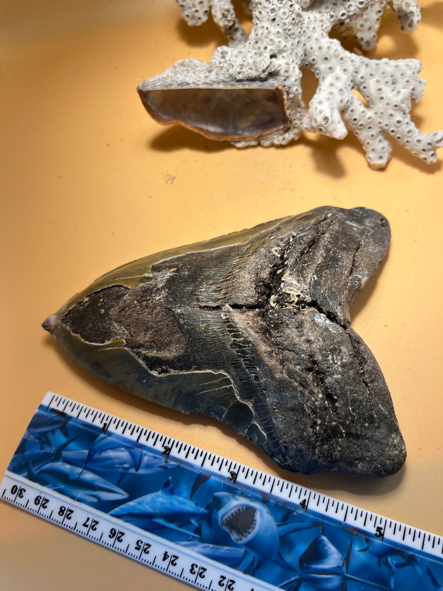 5.84” Megalodon Tooth, Prehistoric Shark Fossil, Scuba Recovered item 070 bigs