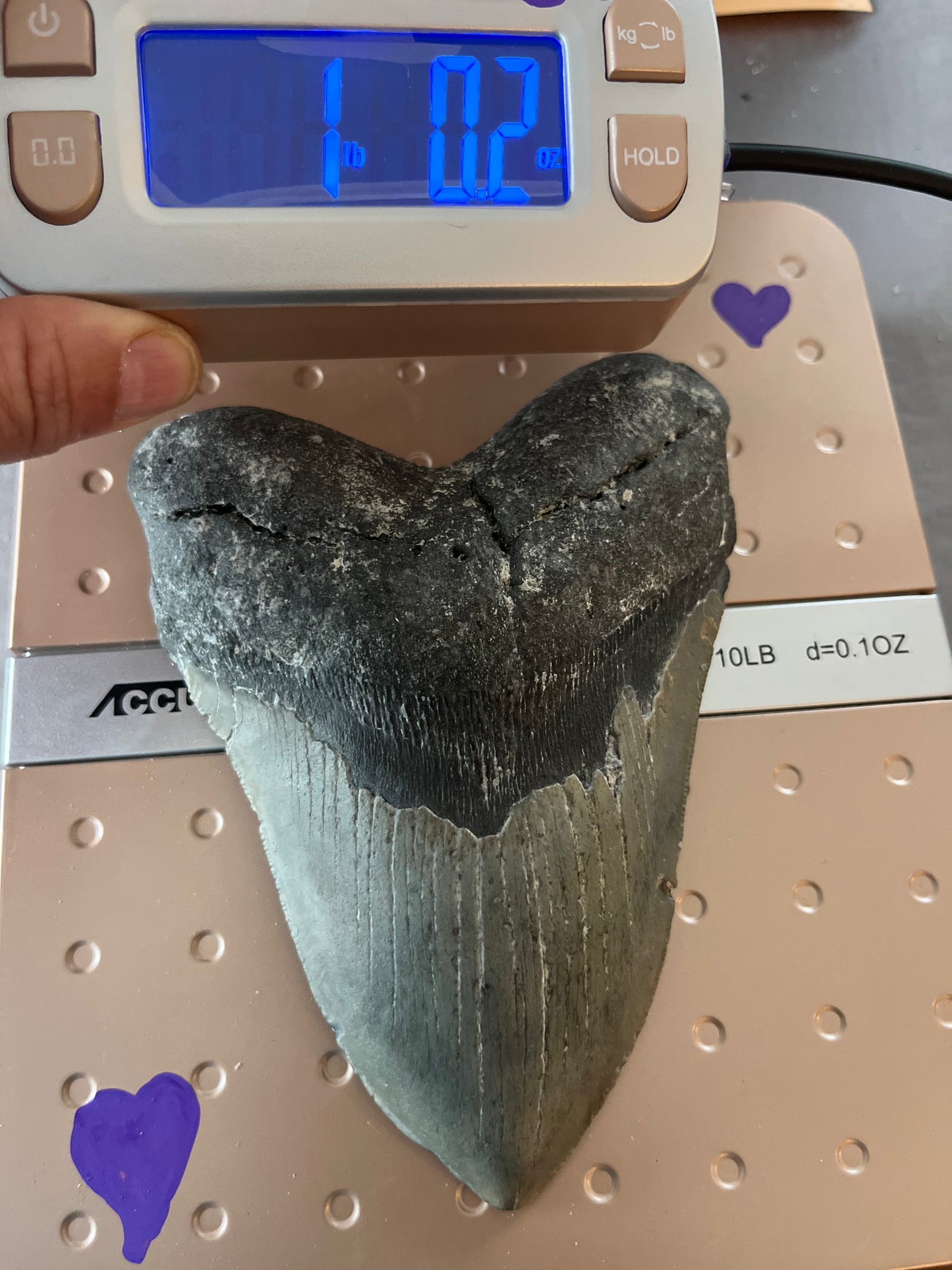 5.86” Megalodon Tooth from a 58’ prehistoric shark! Great size, nice serrations, nice bourlette 068 bigs