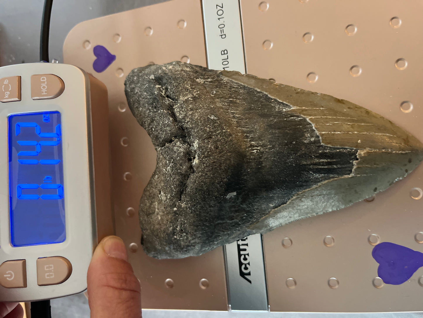 5.94” Megalodon Tooth, Prehistoric Shark Fossil, Scuba Recovered 069 bigs