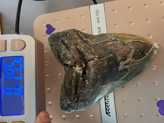 5.84” Megalodon Tooth, Prehistoric Shark Fossil, Scuba Recovered item 070 bigs