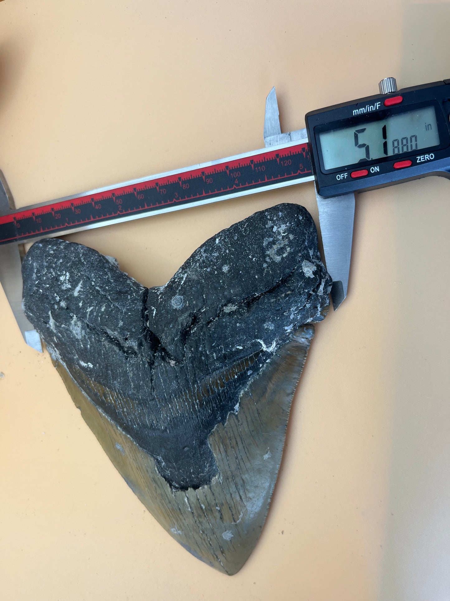 6.5” x 5.21” Megalodon Tooth item 103