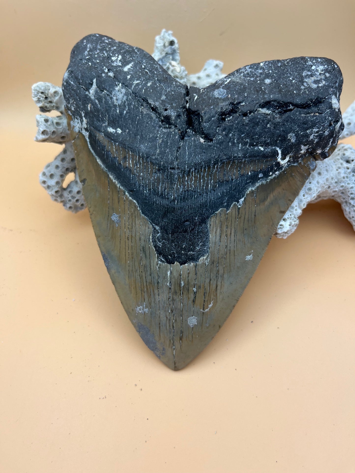 6.5” x 5.21” Megalodon Tooth item 103