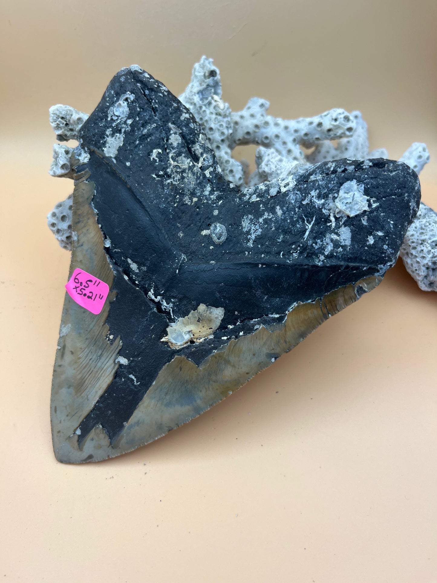 6.5” x 5.21” Megalodon Tooth item 103