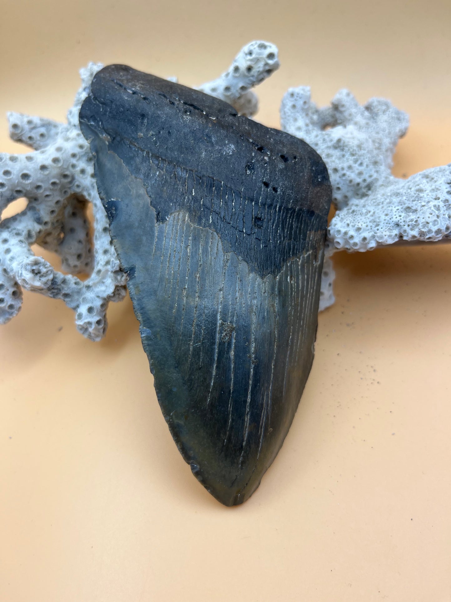 6.04” Megalodon partial Tooth from a 60’ prehistoric shark! Great size, nice serrations, nice bourlette. All teeth are hand recovered in 100+ feet of water by scuba divers off North Carolina. You’re the second human to hold this tooth! Check out Megalodon