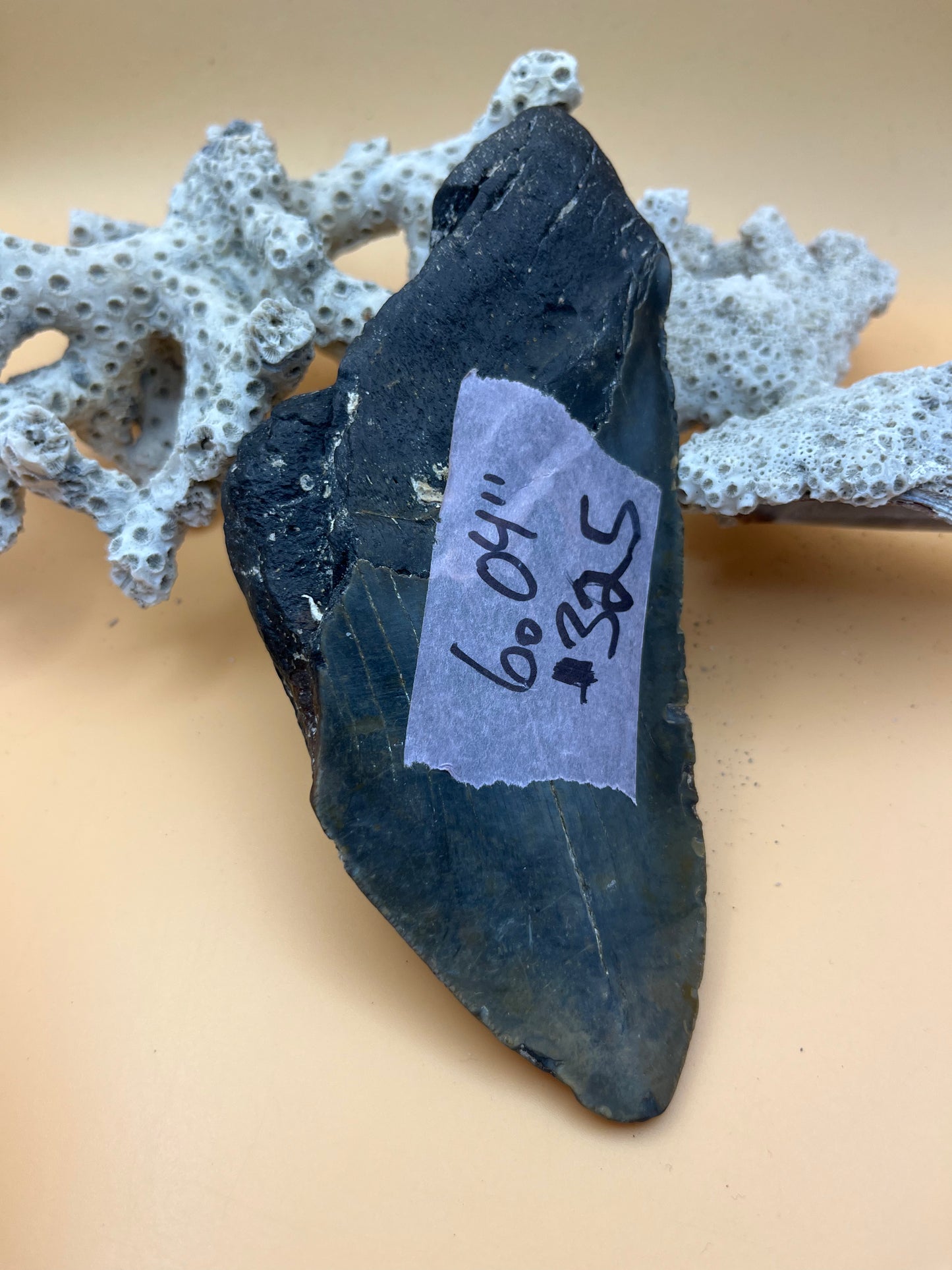 6.04” Megalodon partial Tooth from a 60’ prehistoric shark! Great size, nice serrations, nice bourlette. All teeth are hand recovered in 100+ feet of water by scuba divers off North Carolina. You’re the second human to hold this tooth! Check out Megalodon