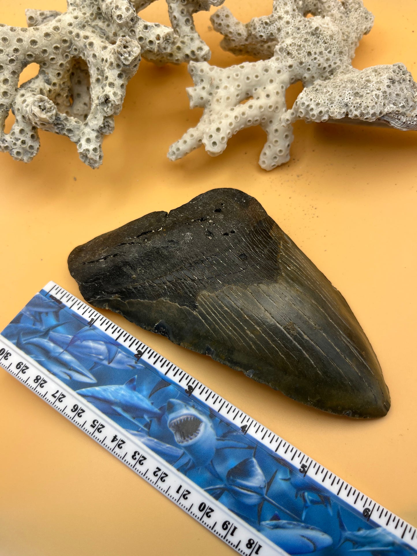 6.04” Megalodon partial Tooth from a 60’ prehistoric shark! Great size, nice serrations, nice bourlette. All teeth are hand recovered in 100+ feet of water by scuba divers off North Carolina. You’re the second human to hold this tooth! Check out Megalodon