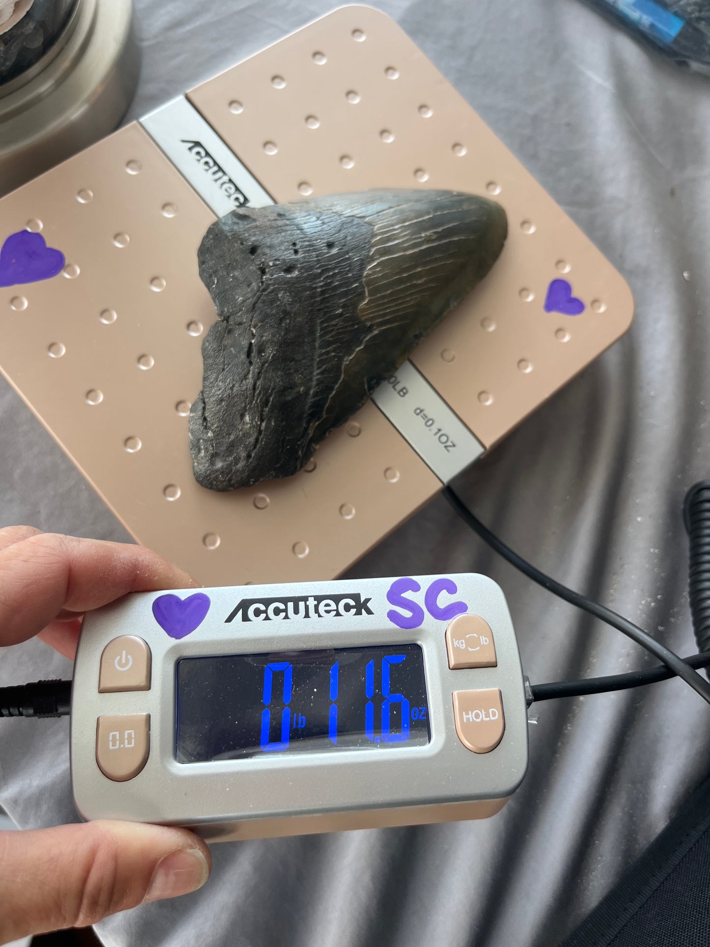 6.04” Megalodon partial Tooth from a 60’ prehistoric shark! Great size, nice serrations, nice bourlette. All teeth are hand recovered in 100+ feet of water by scuba divers off North Carolina. You’re the second human to hold this tooth! Check out Megalodon