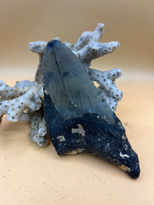 Massive 4.7” partial meg tooth