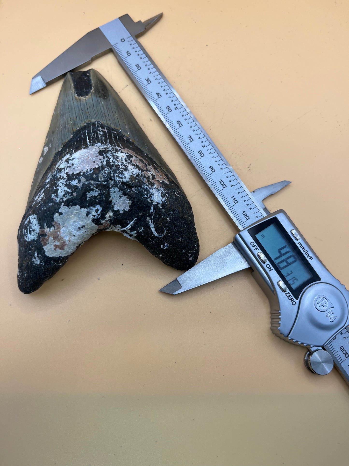 4.8” Megalodon Tooth from a 48’ prehistoric shark!