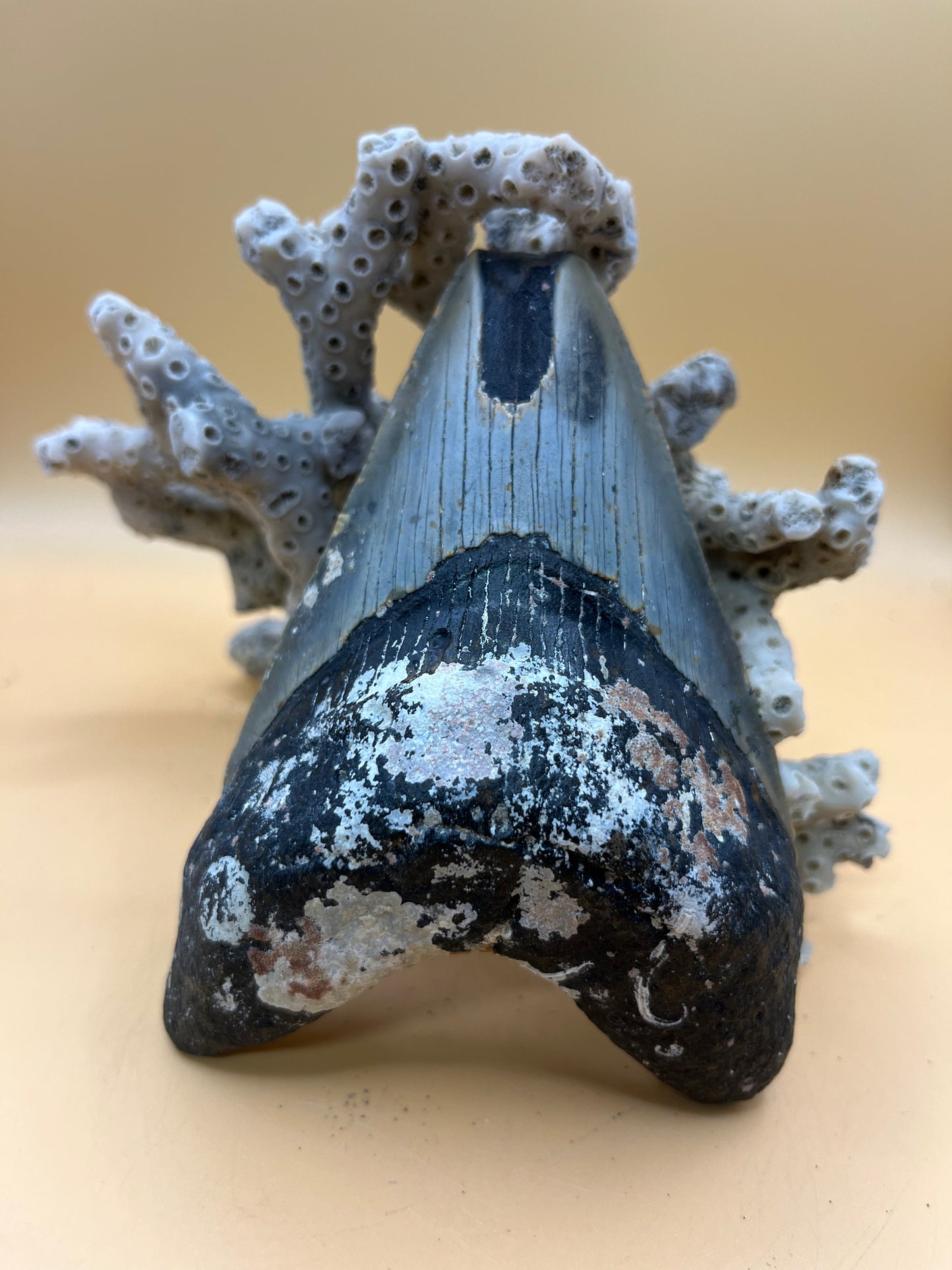 4.8” Megalodon Tooth from a 48’ prehistoric shark!