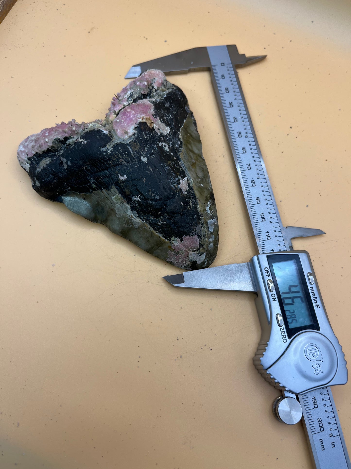 4.6” Megalodon Tooth from a 46’ prehistoric shark!  Unique pink coral on root! Pathological folds!