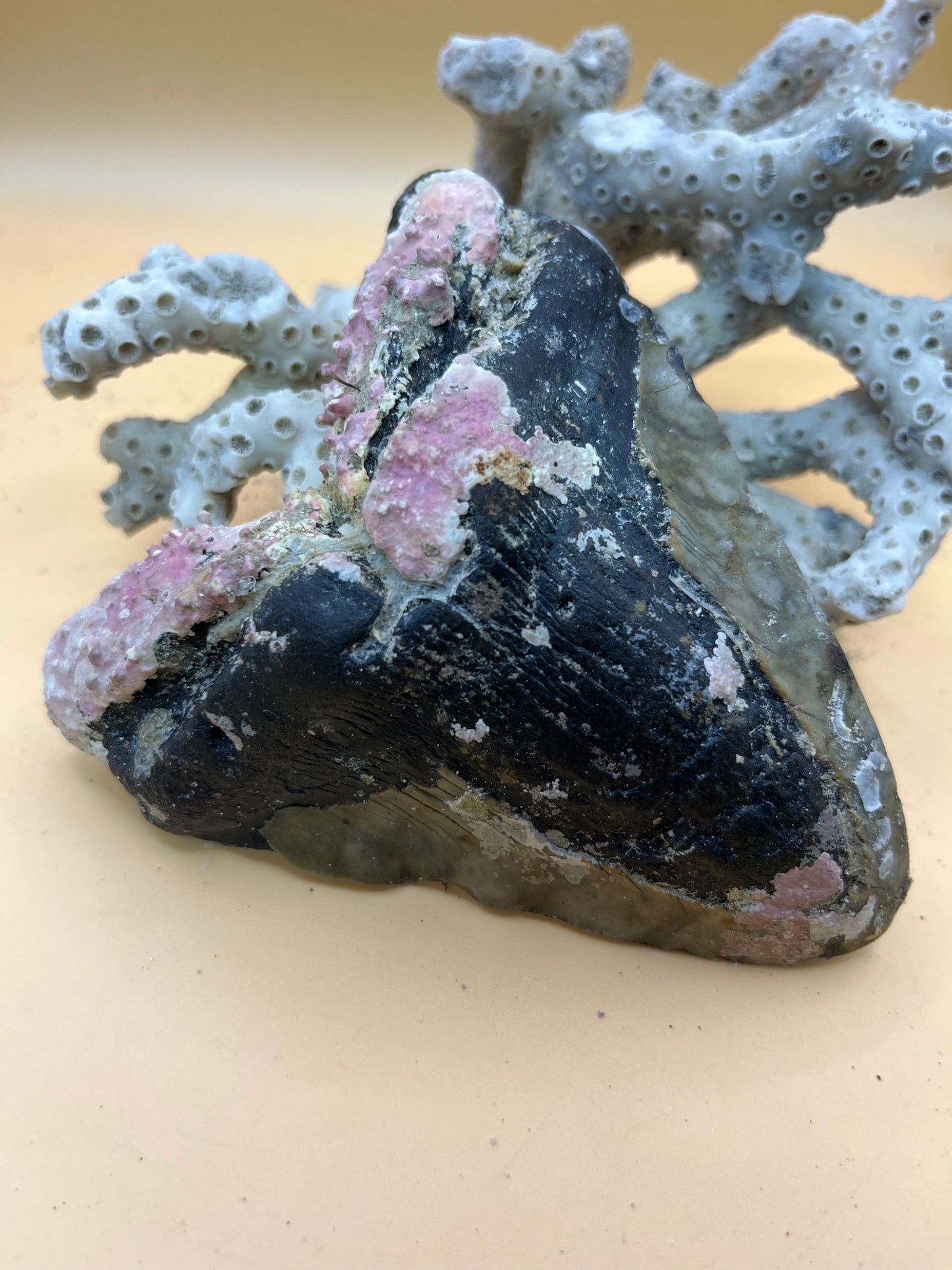4.6” Megalodon Tooth from a 46’ prehistoric shark!  Unique pink coral on root! Pathological folds!