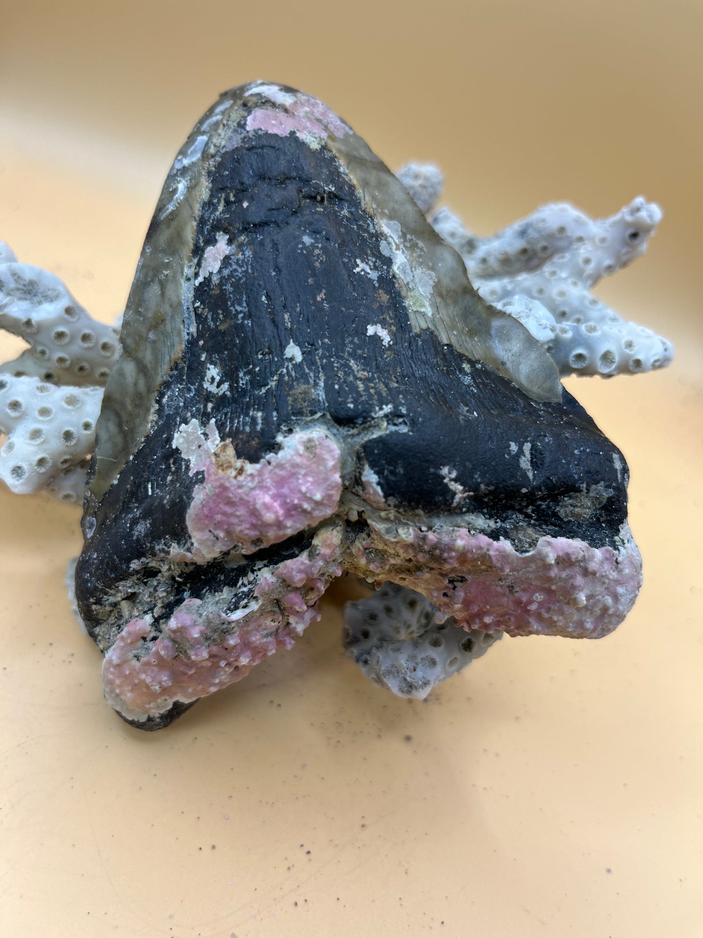 4.6” Megalodon Tooth from a 46’ prehistoric shark!  Unique pink coral on root! Pathological folds!