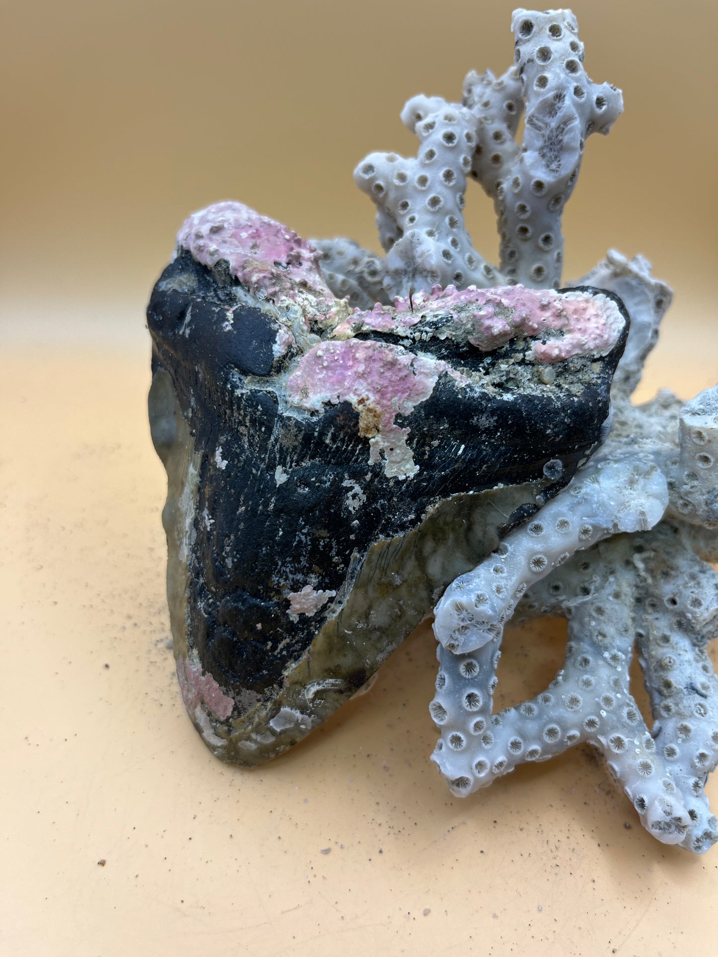 4.6” Megalodon Tooth from a 46’ prehistoric shark!  Unique pink coral on root! Pathological folds!