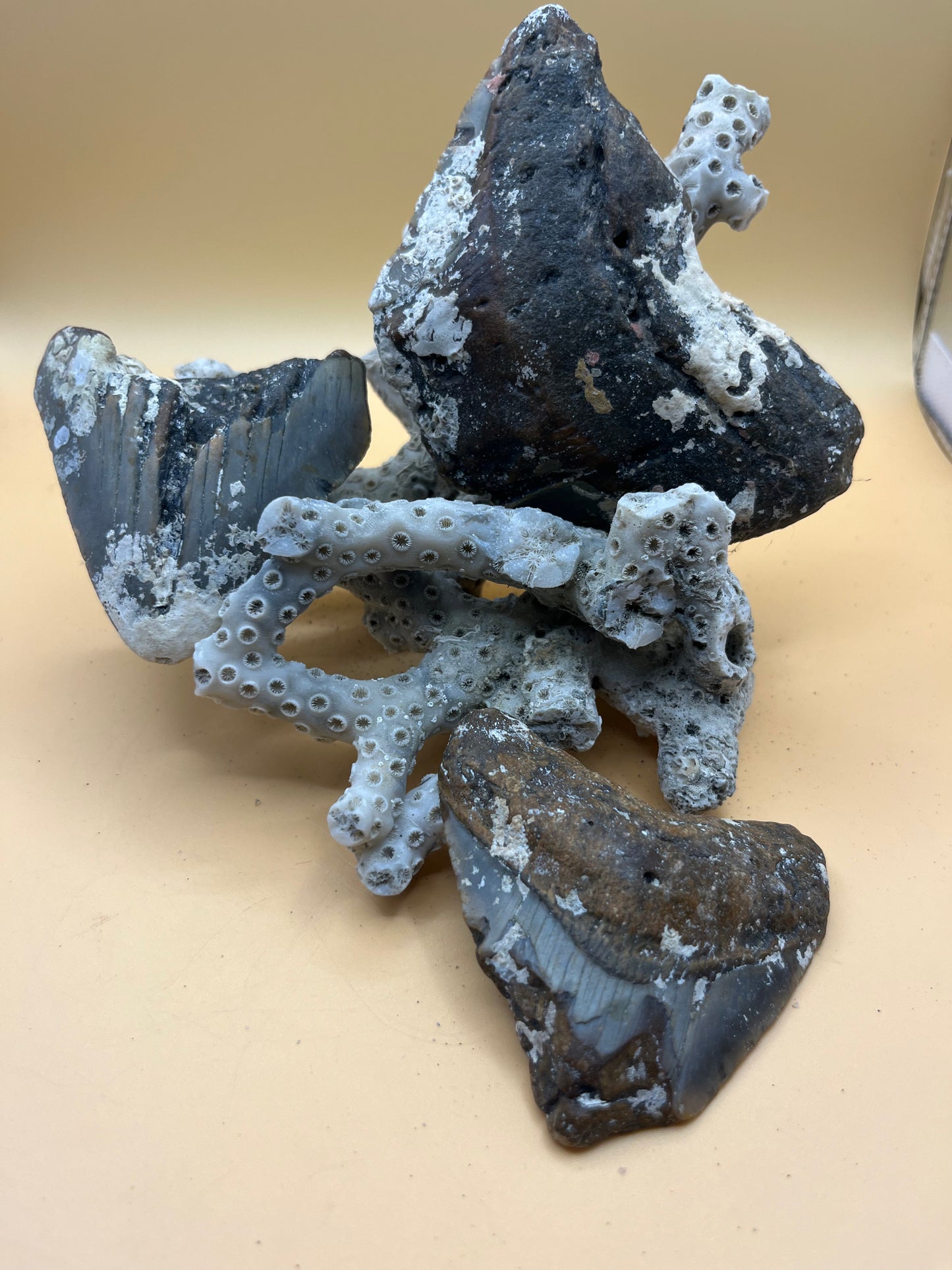 3 pieces of Megalodon Teeth