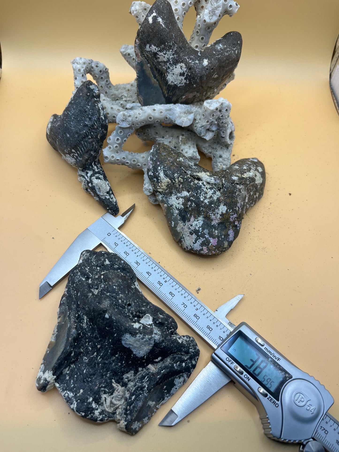 4 pieces of Megalodon Tooth