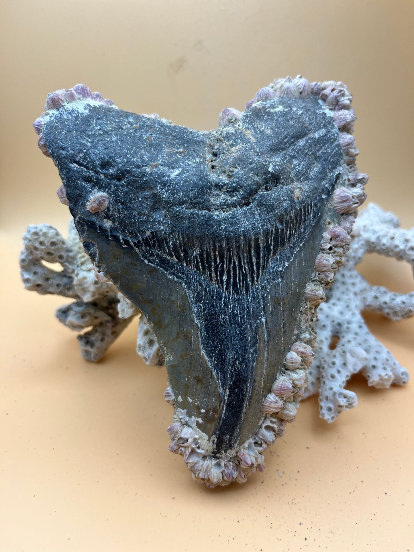 5.95” Megalodon Tooth Fossil – Extinct Species – Large Prehistoric Shark Tooth – Hand Recovered by diver