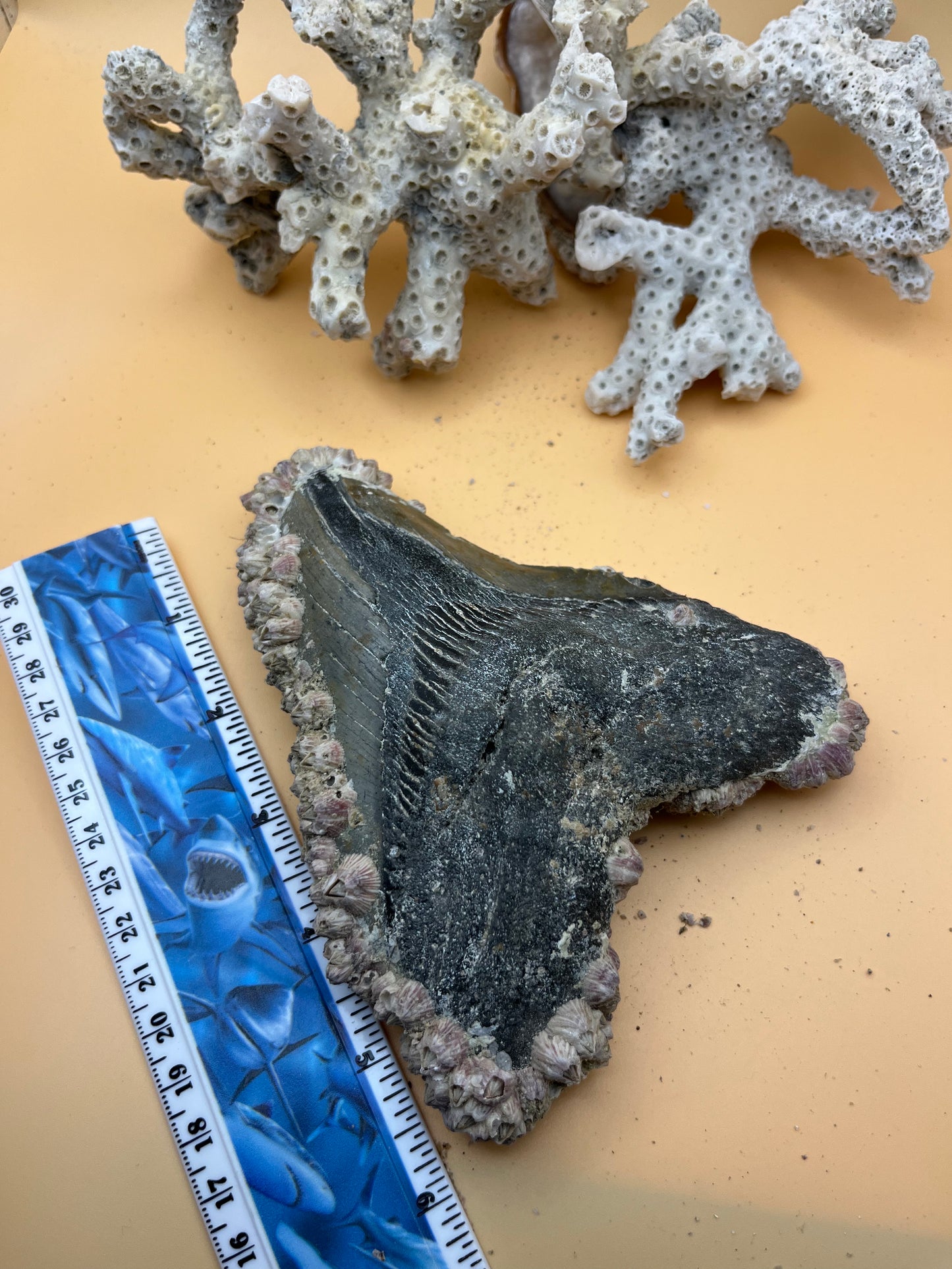 5.95” Megalodon Tooth Fossil – Extinct Species – Large Prehistoric Shark Tooth – Hand Recovered by diver