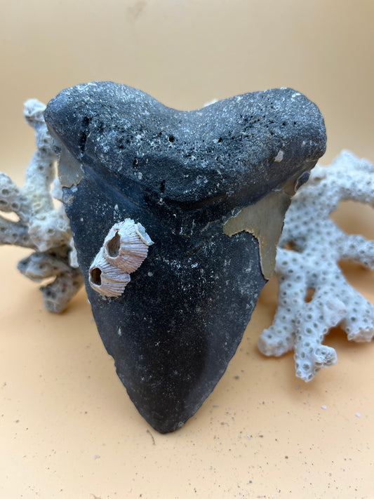 4.83” Megalodon Tooth Fossil – Extinct Species – Large Prehistoric Shark Tooth – Hand Recovered by diver