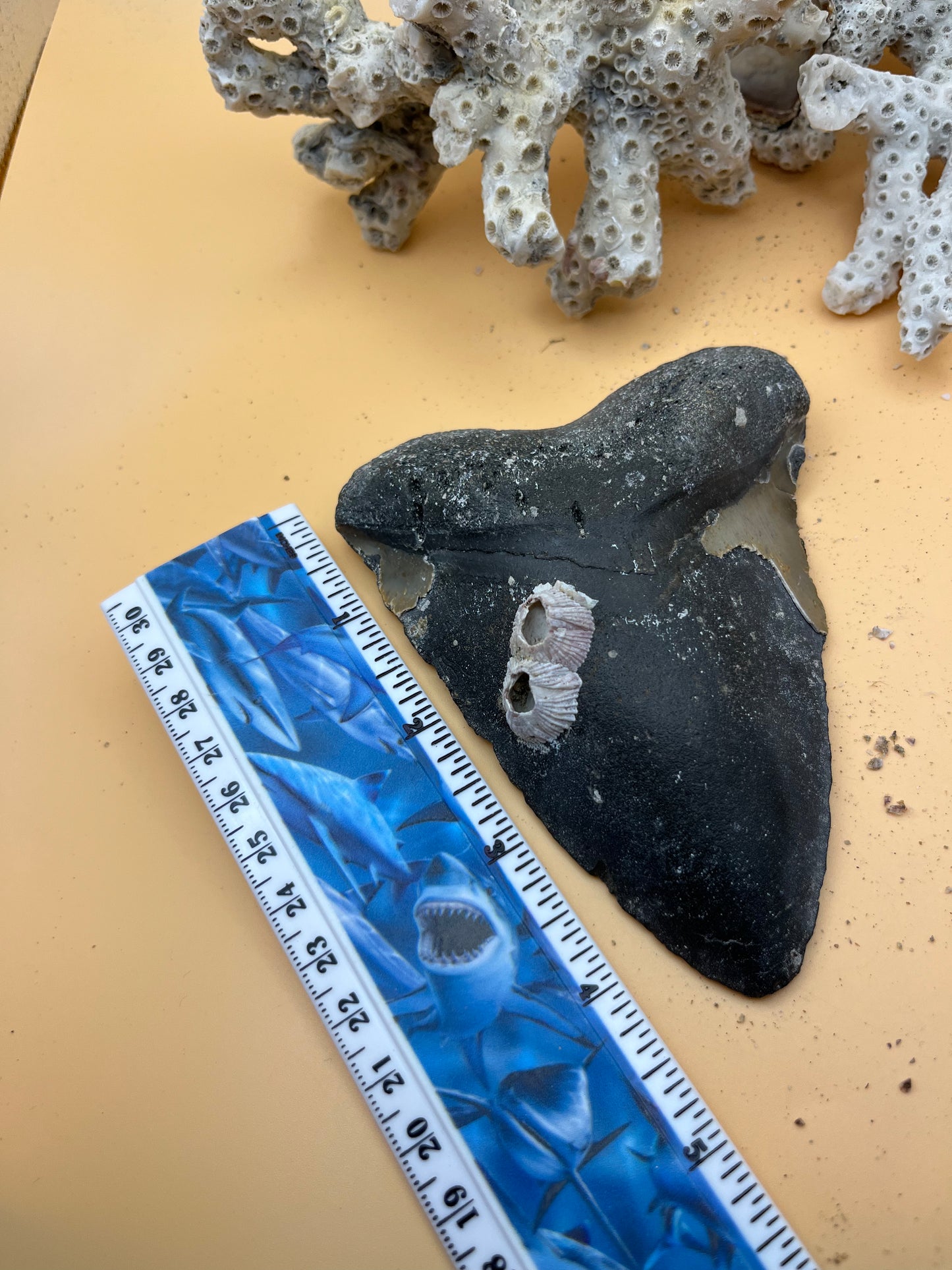 4.83” Megalodon Tooth Fossil – Extinct Species – Large Prehistoric Shark Tooth – Hand Recovered by diver
