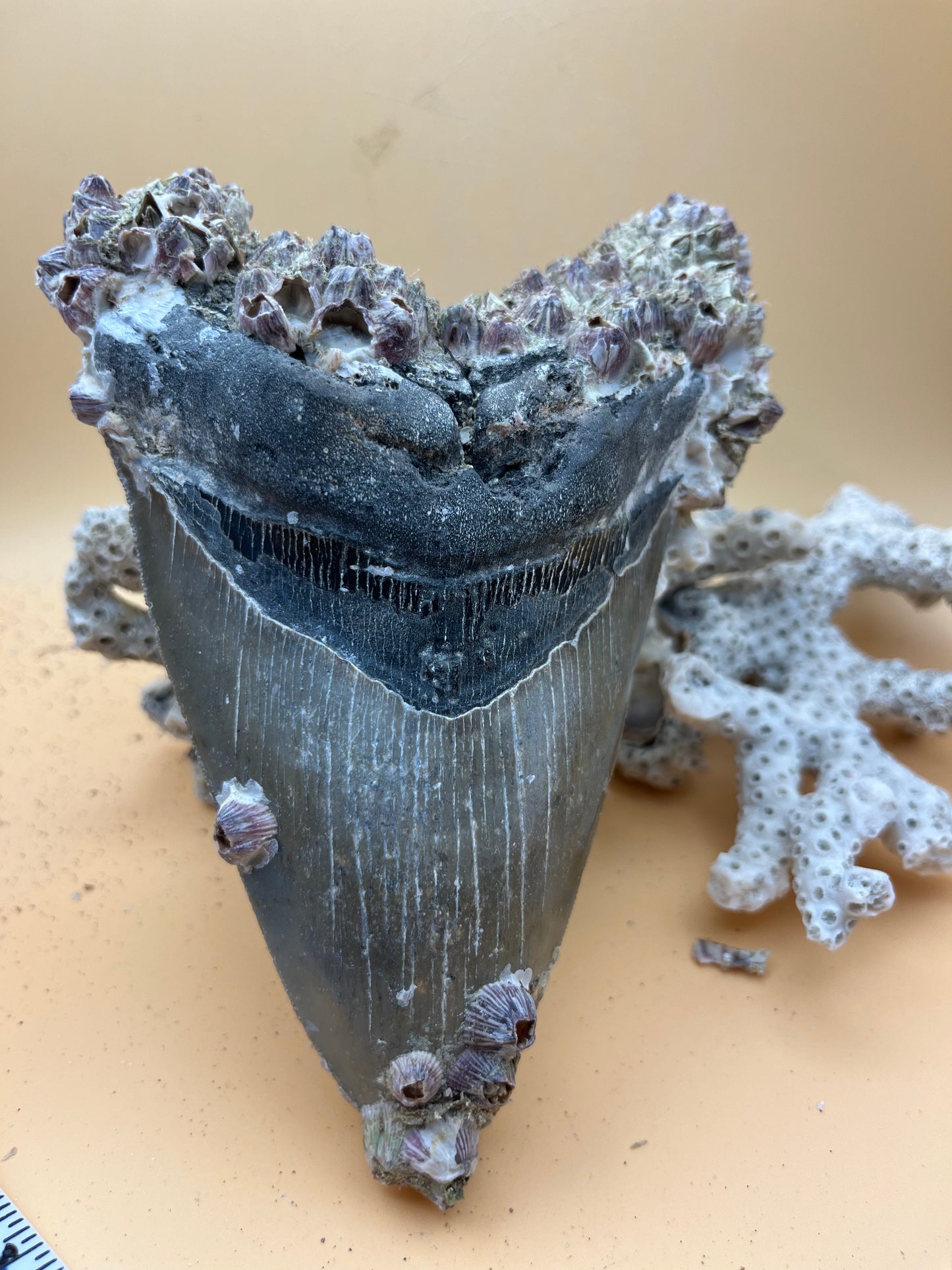 6.5” Megalodon Tooth Fossil – Extinct Species – Large Prehistoric Shark Tooth – Hand Recovered by diver