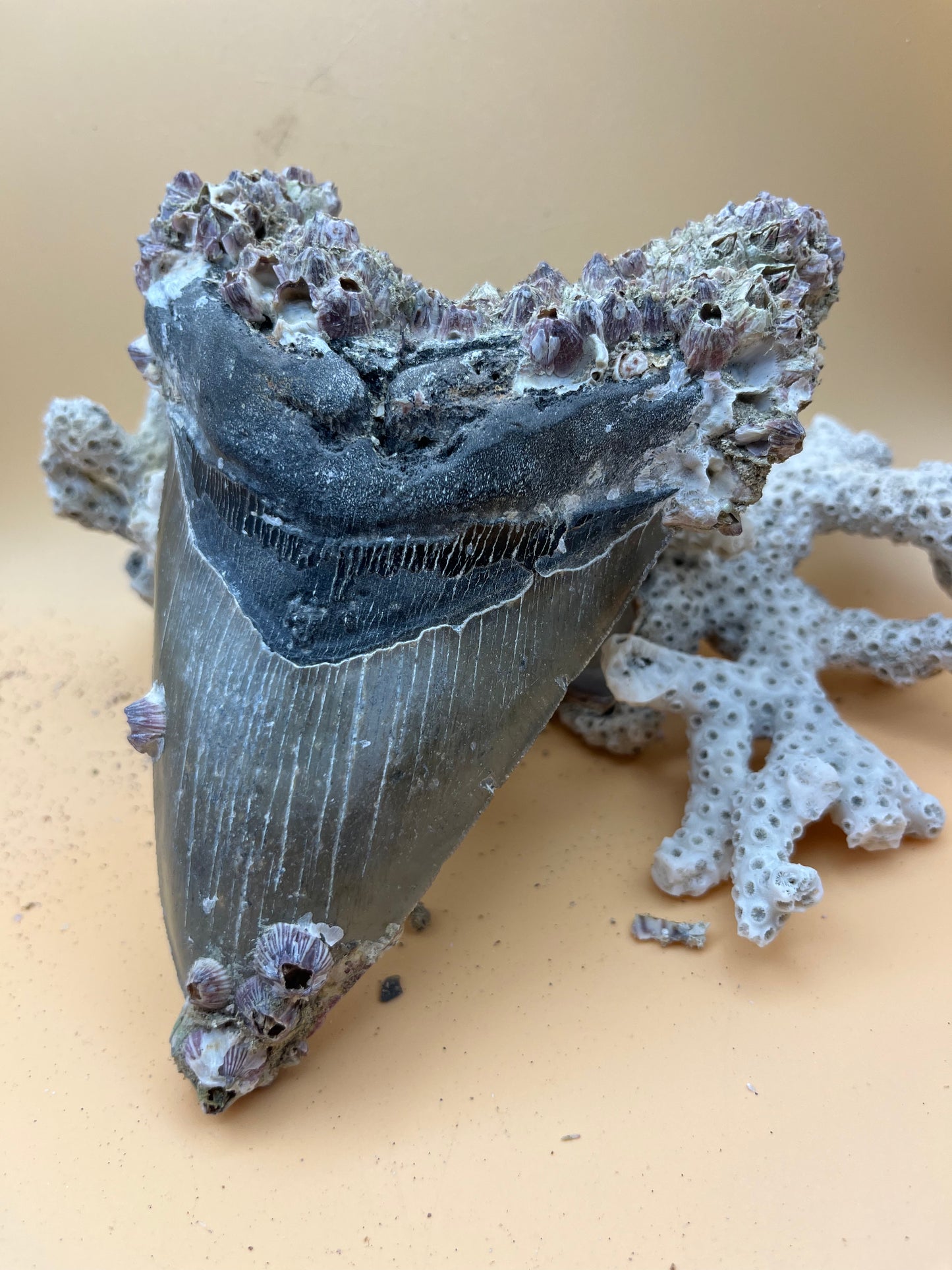 6.5” Megalodon Tooth Fossil – Extinct Species – Large Prehistoric Shark Tooth – Hand Recovered by diver