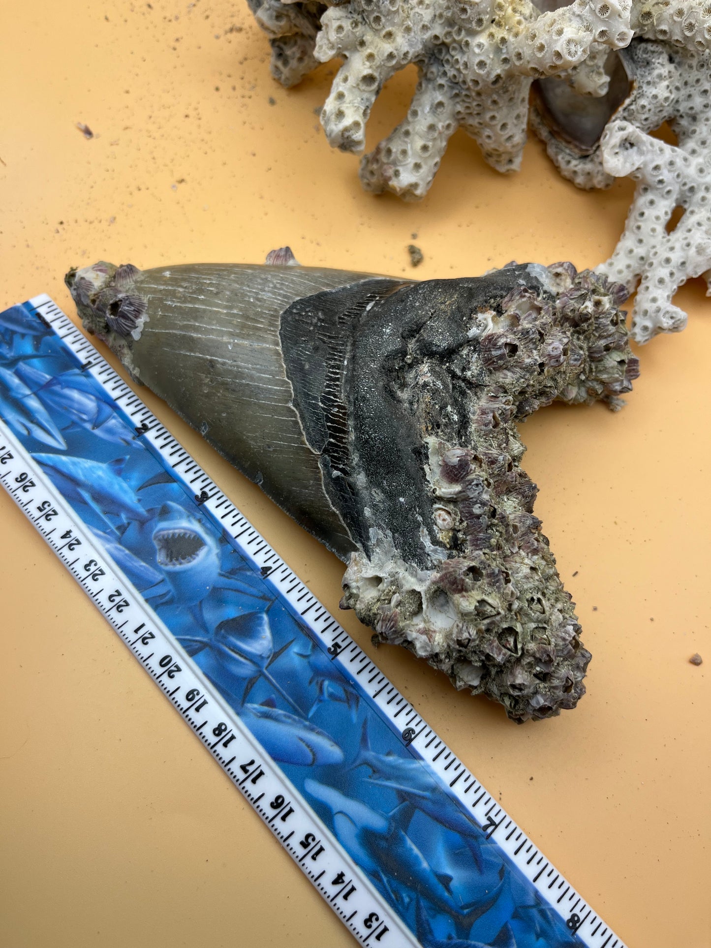 6.5” Megalodon Tooth Fossil – Extinct Species – Large Prehistoric Shark Tooth – Hand Recovered by diver