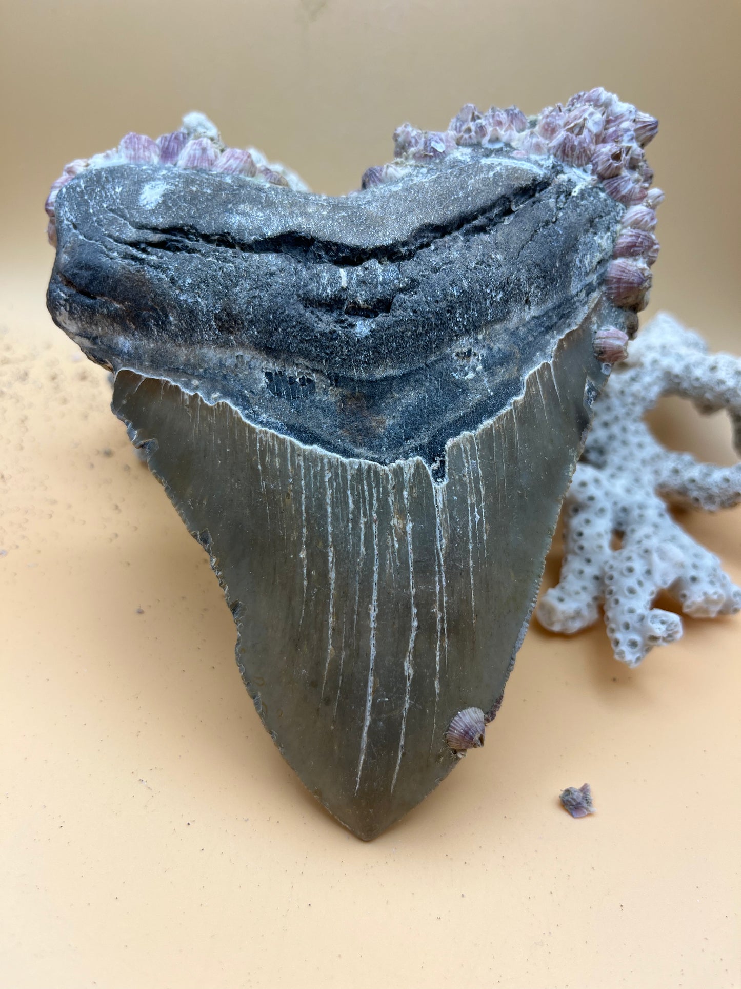 5.93” Megalodon Tooth, Prehistoric Shark Fossil, Scuba Recovered