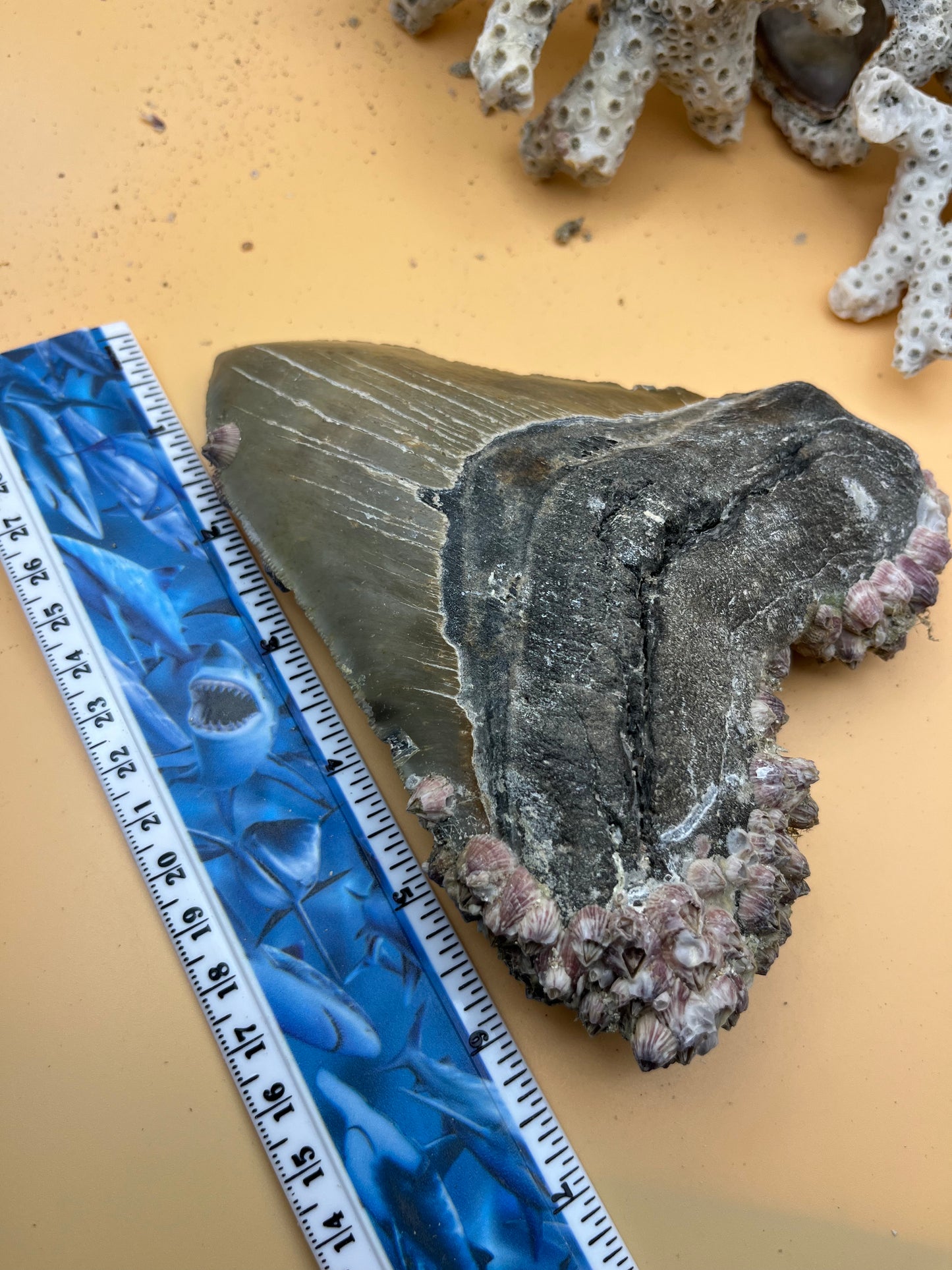 5.93” Megalodon Tooth, Prehistoric Shark Fossil, Scuba Recovered